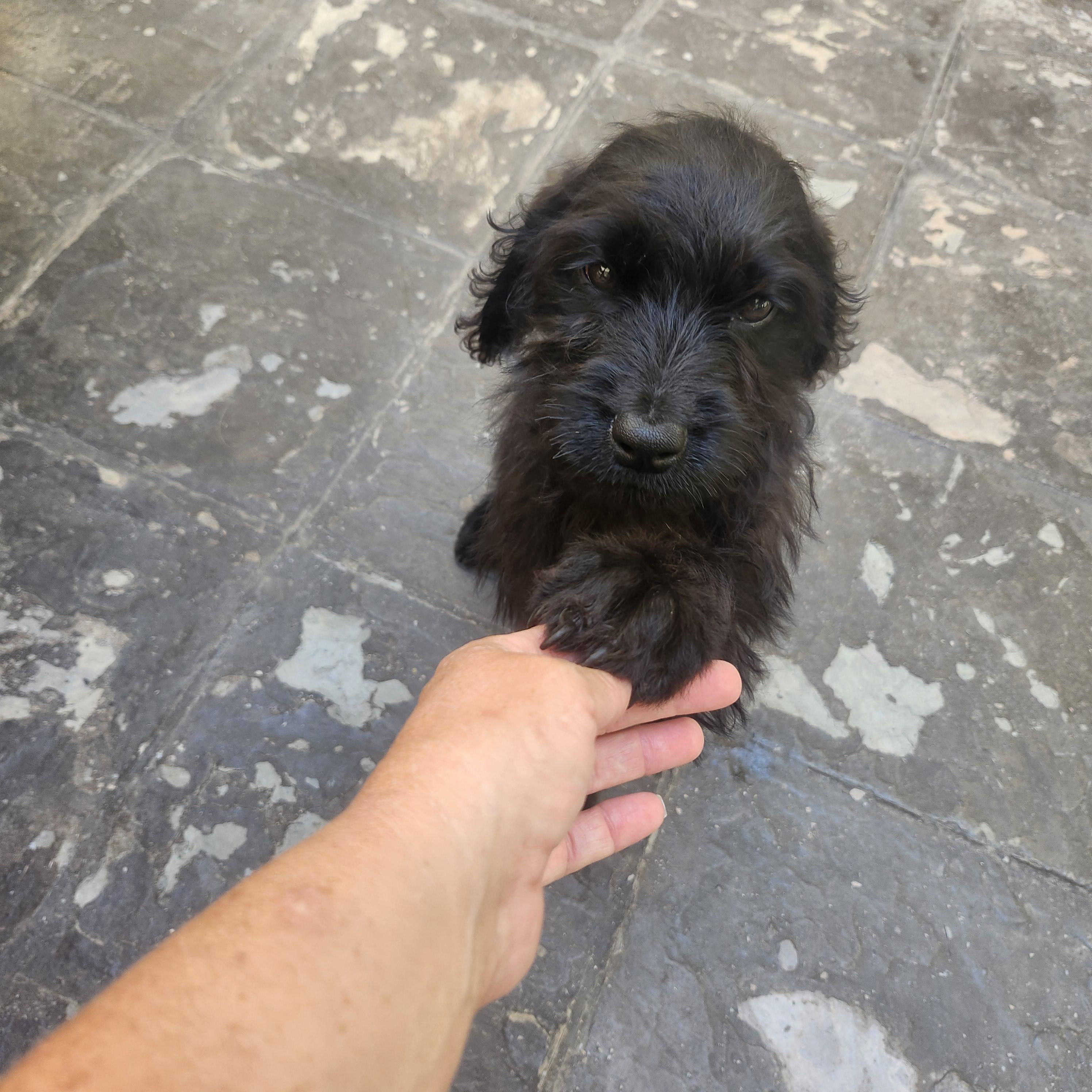 Casey, an adoptable Labradoodle in Torrance, CA, 90505 | Photo Image 3