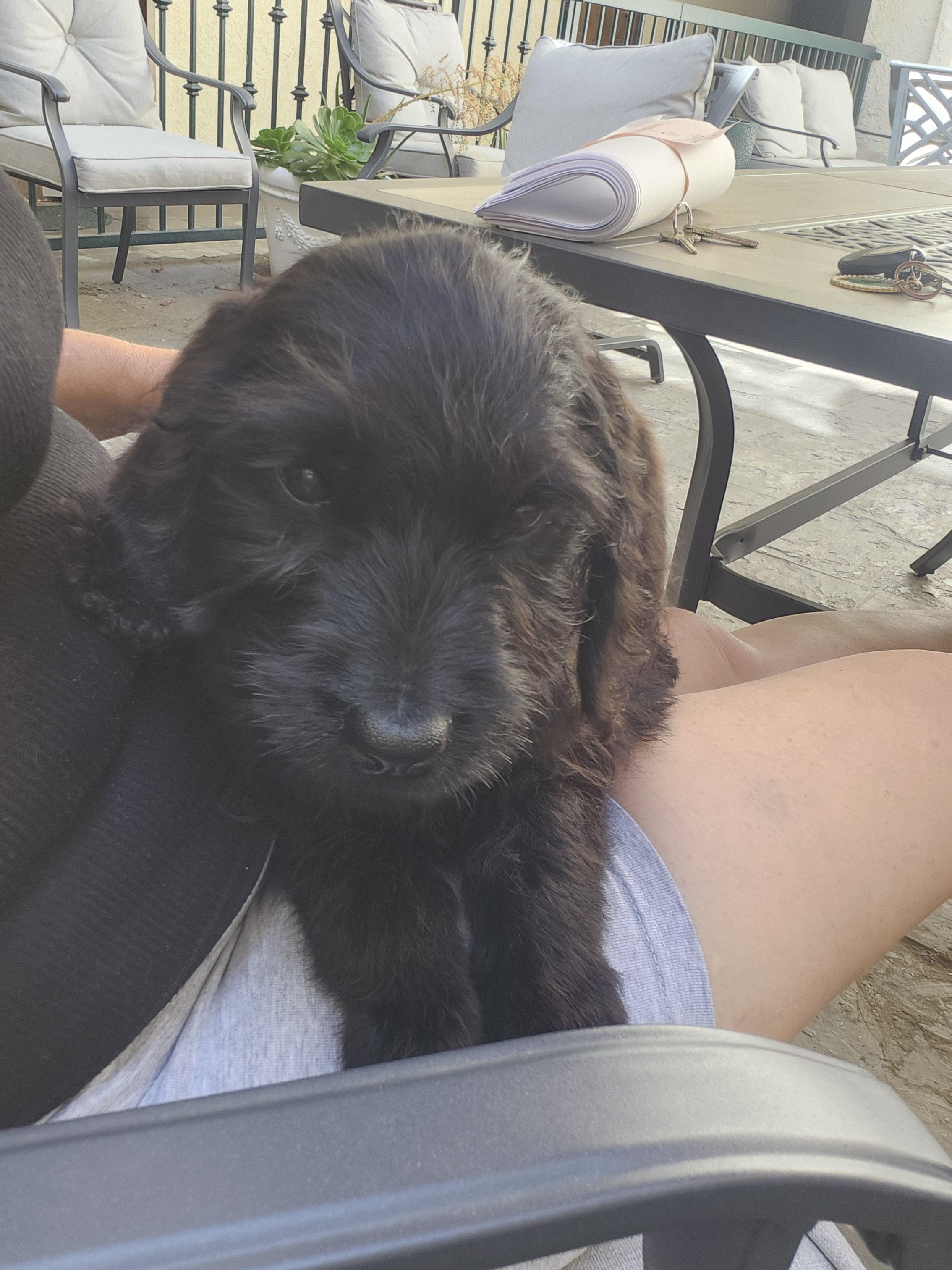 Casey, an adoptable Labradoodle in Torrance, CA, 90505 | Photo Image 2