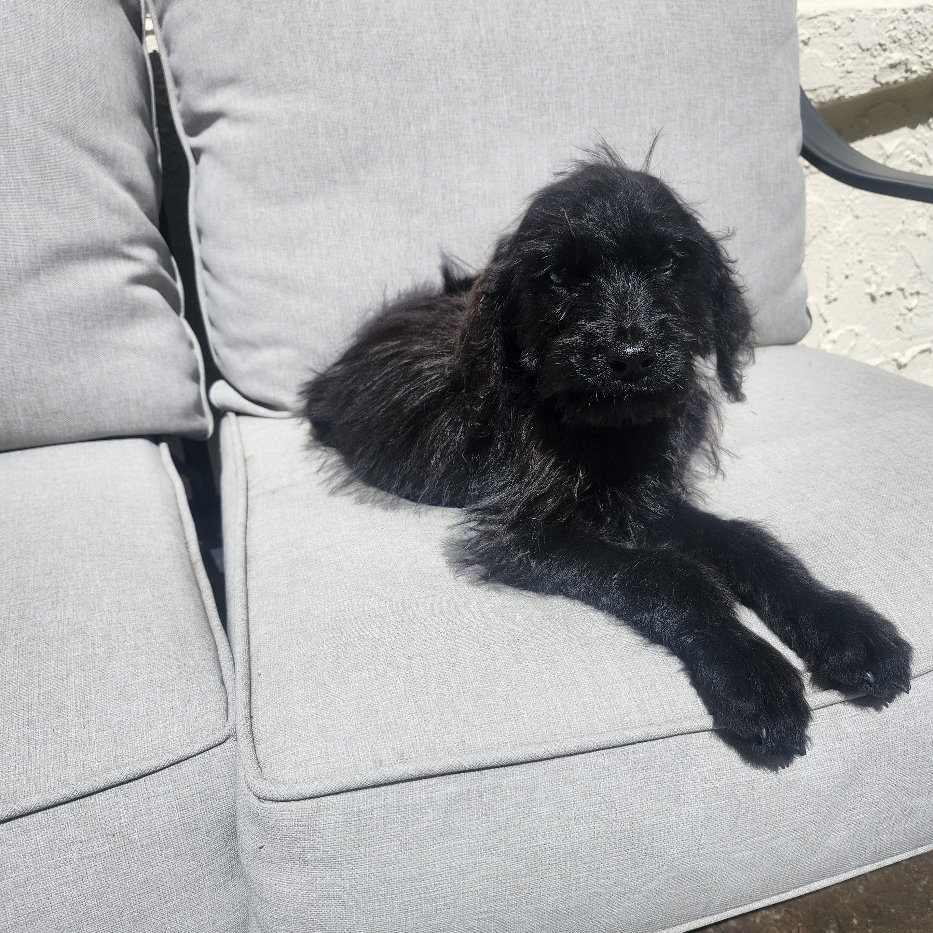 Casey, an adoptable Labradoodle in Torrance, CA, 90505 | Photo Image 4