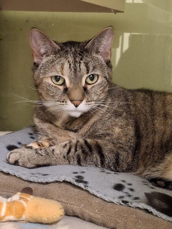 Chicky, Adopted, Senior Female Domestic Short Hair.