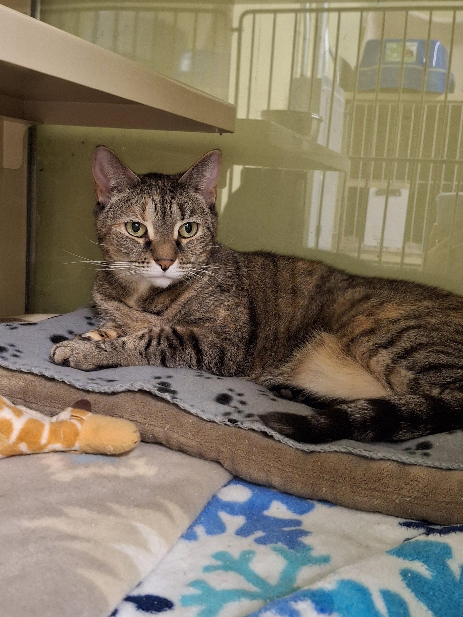 Chicky, a Adopted Domestic Short Hair in Gonic, NH image 2/3