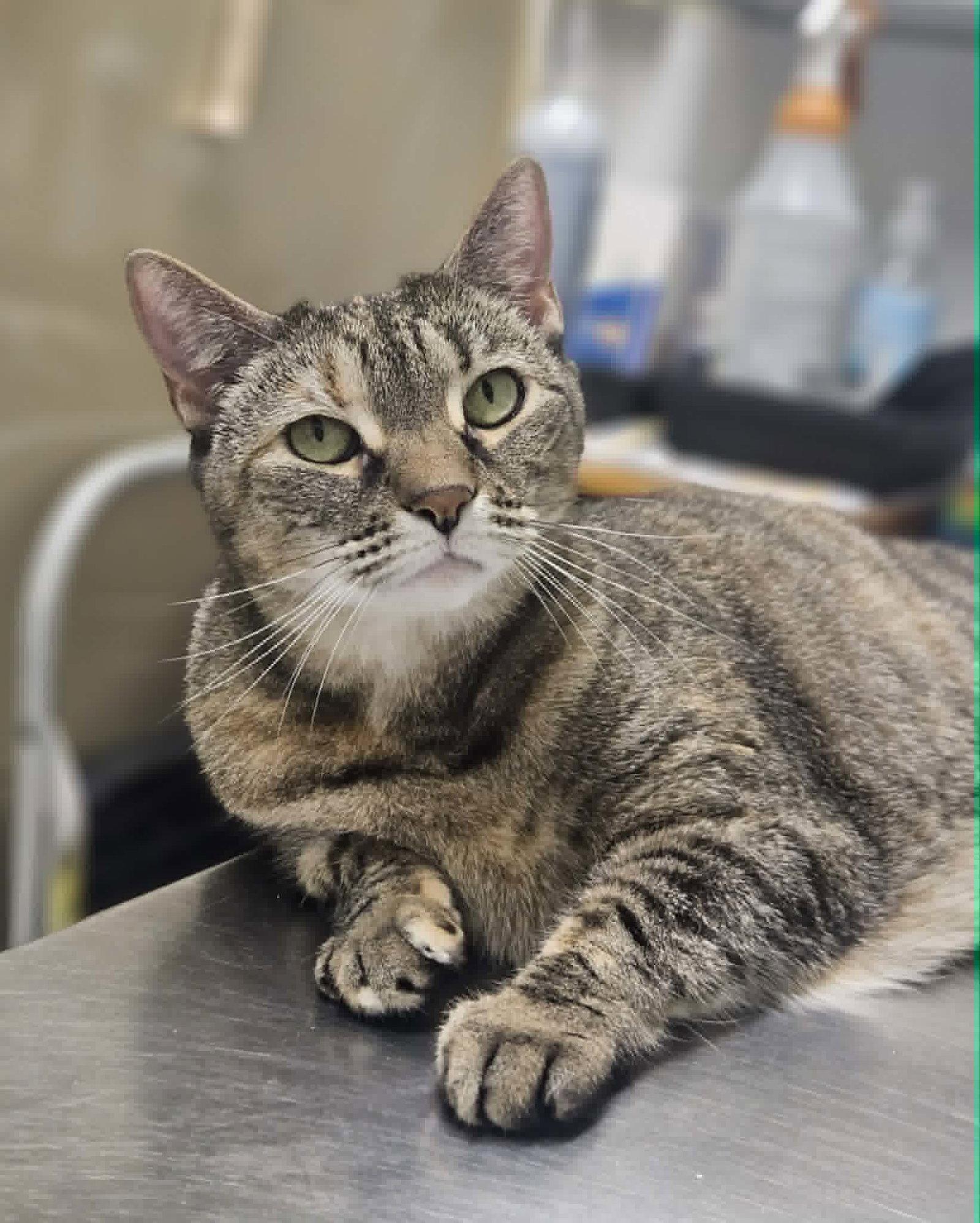 Chicky, a Adopted Domestic Short Hair in Gonic, NH image 3/3