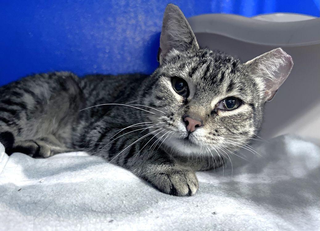 Gracie, a Adoptable Domestic Short Hair in Colorado Springs, CO image 1/2