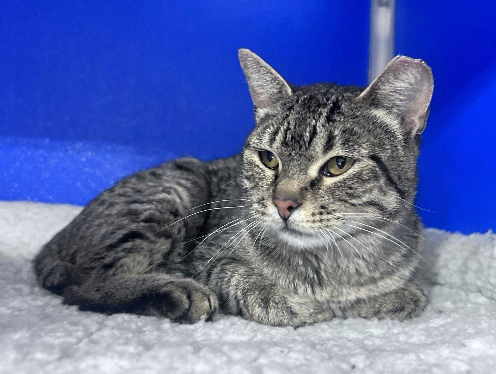 Gracie, a Adoptable Domestic Short Hair in Colorado Springs, CO image 2/2