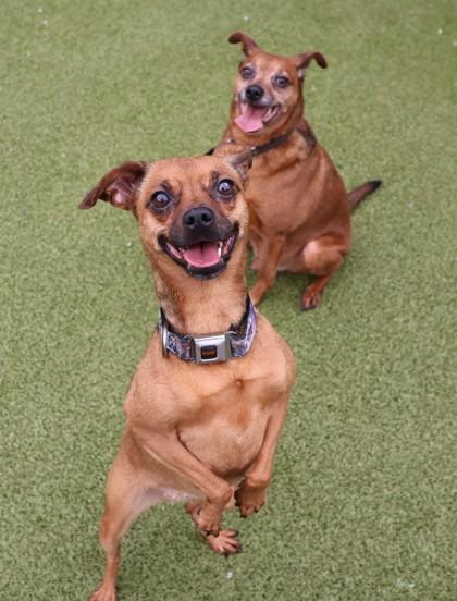 Penny Lane, an adopted Mixed Breed in Athens, GA image 2/3