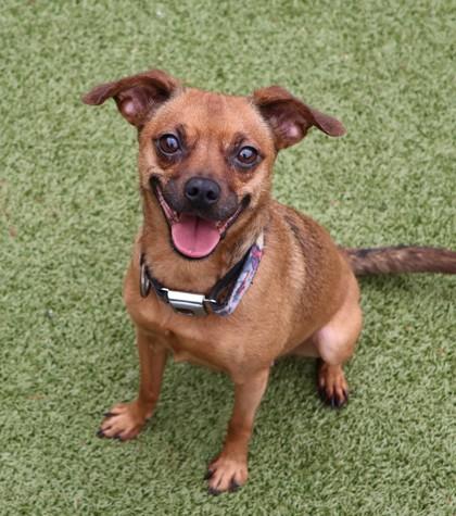 Penny Lane, an adopted Mixed Breed in Athens, GA image 1/3