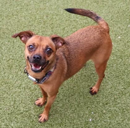 Penny Lane, an adopted Mixed Breed in Athens, GA image 3/3