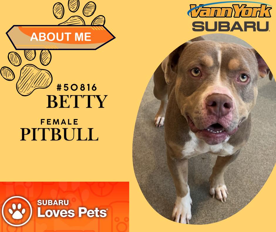 Enlarge Betty, a Adoptable Pit Bull Terrier in Randleman, NC image 1/1