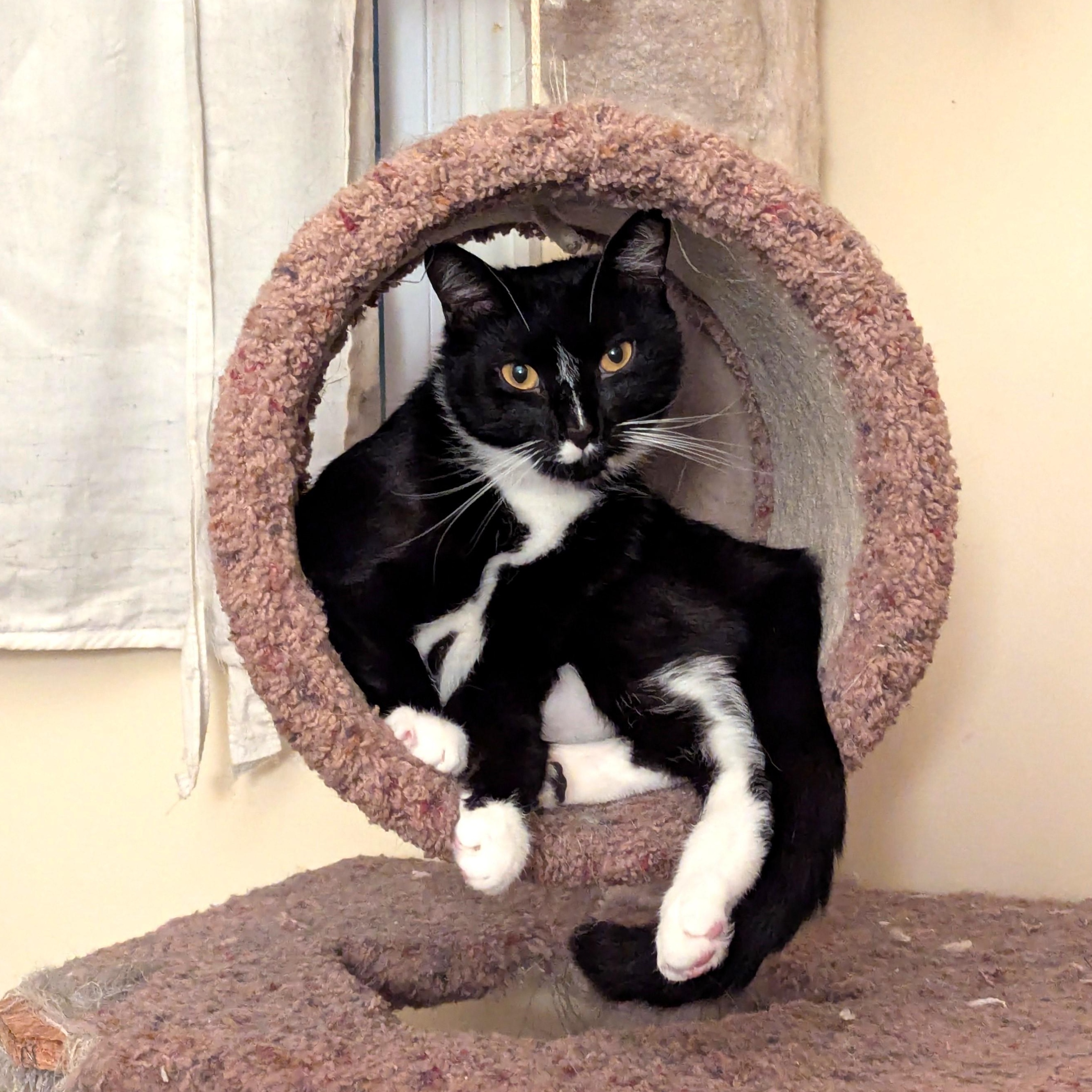 Enlarge Hydra, a Adoptable Tuxedo in Morgantown, WV image 2/6