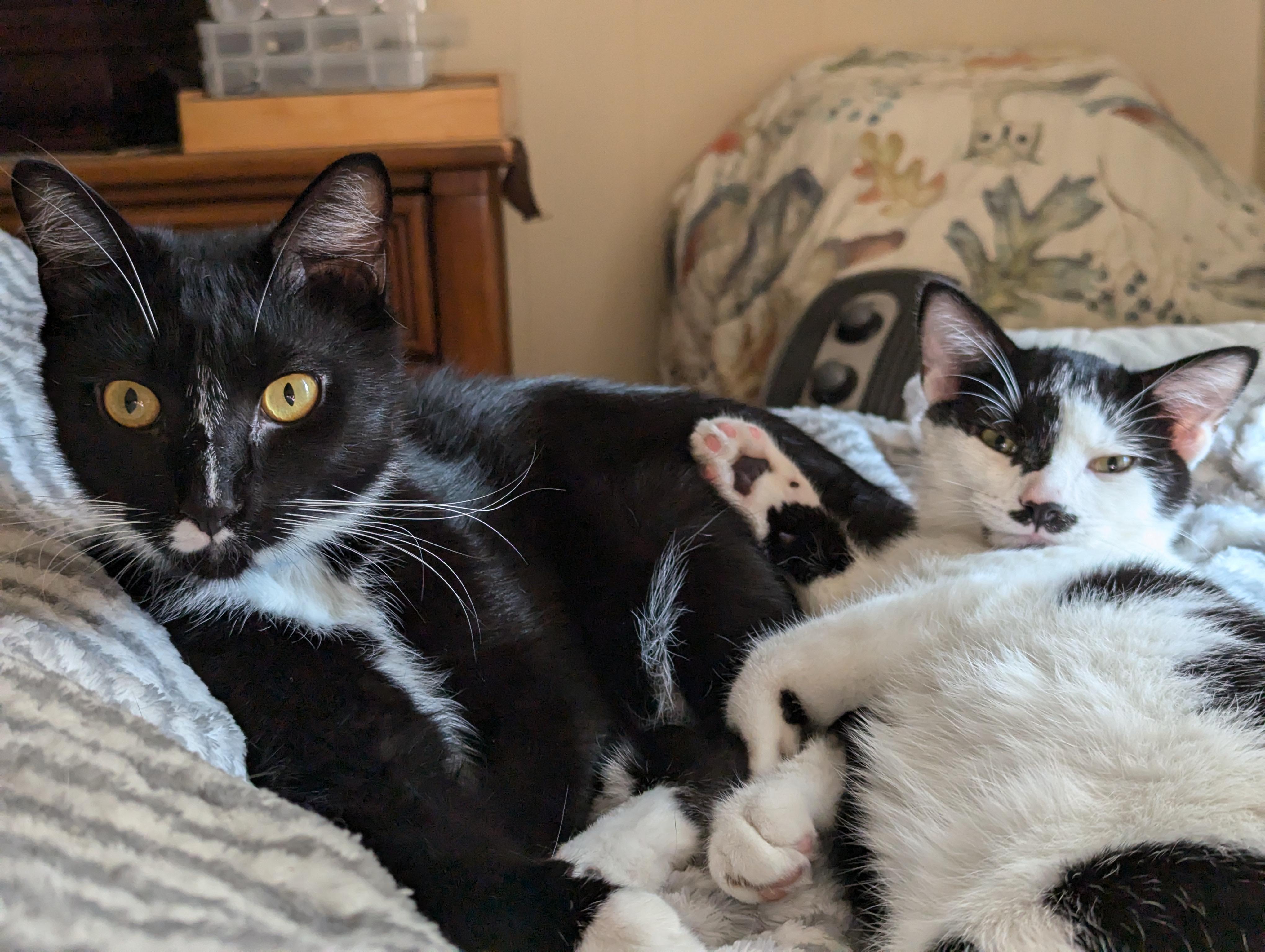 Enlarge Hydra, a Adoptable Tuxedo in Morgantown, WV image 6/6