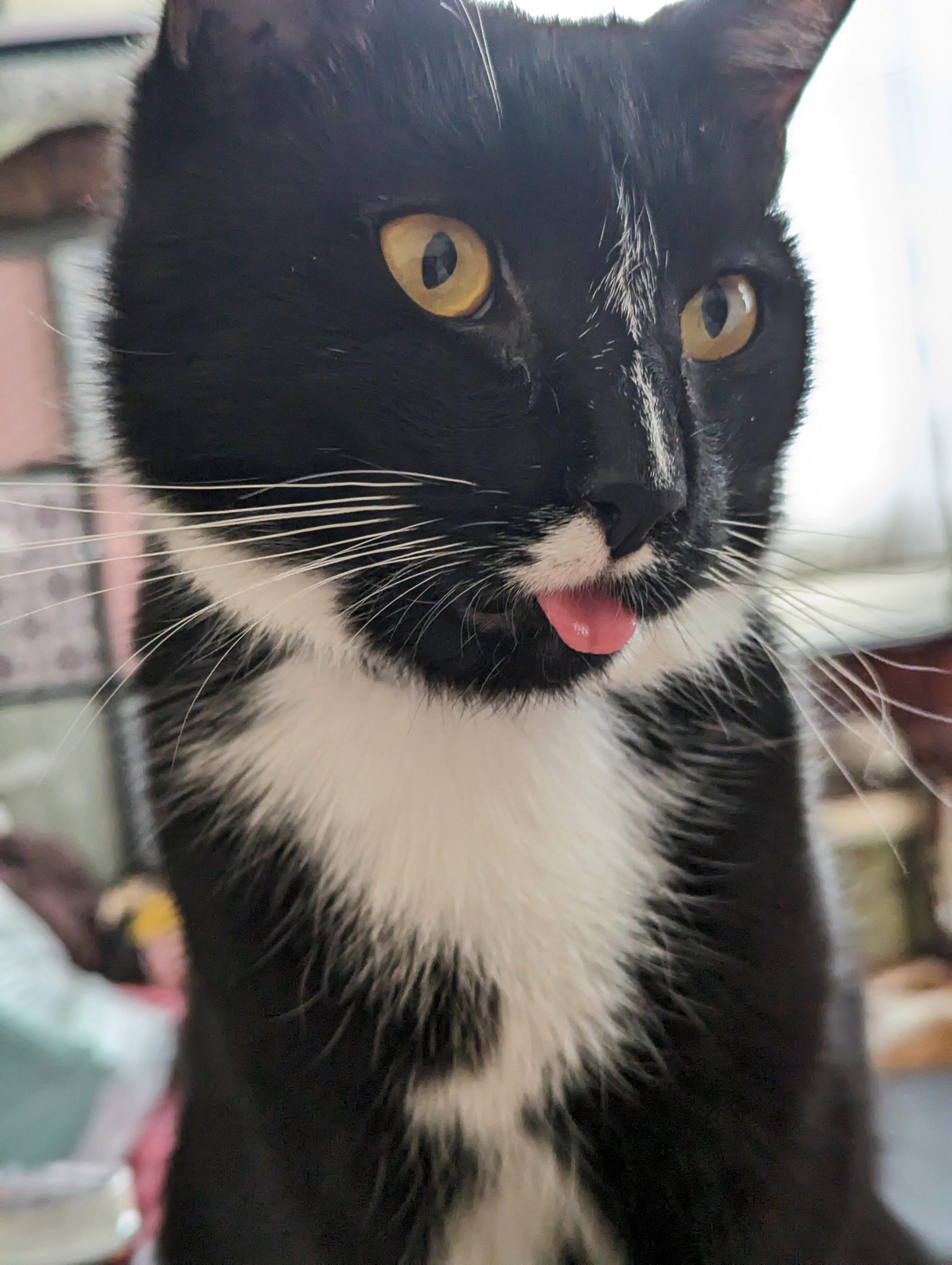 Enlarge Hydra, a Adoptable Tuxedo in Morgantown, WV image 3/6