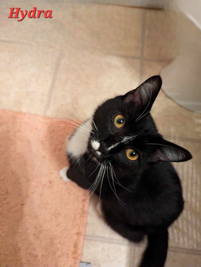 Enlarge Hydra, a Adoptable Tuxedo in Morgantown, WV image 4/6