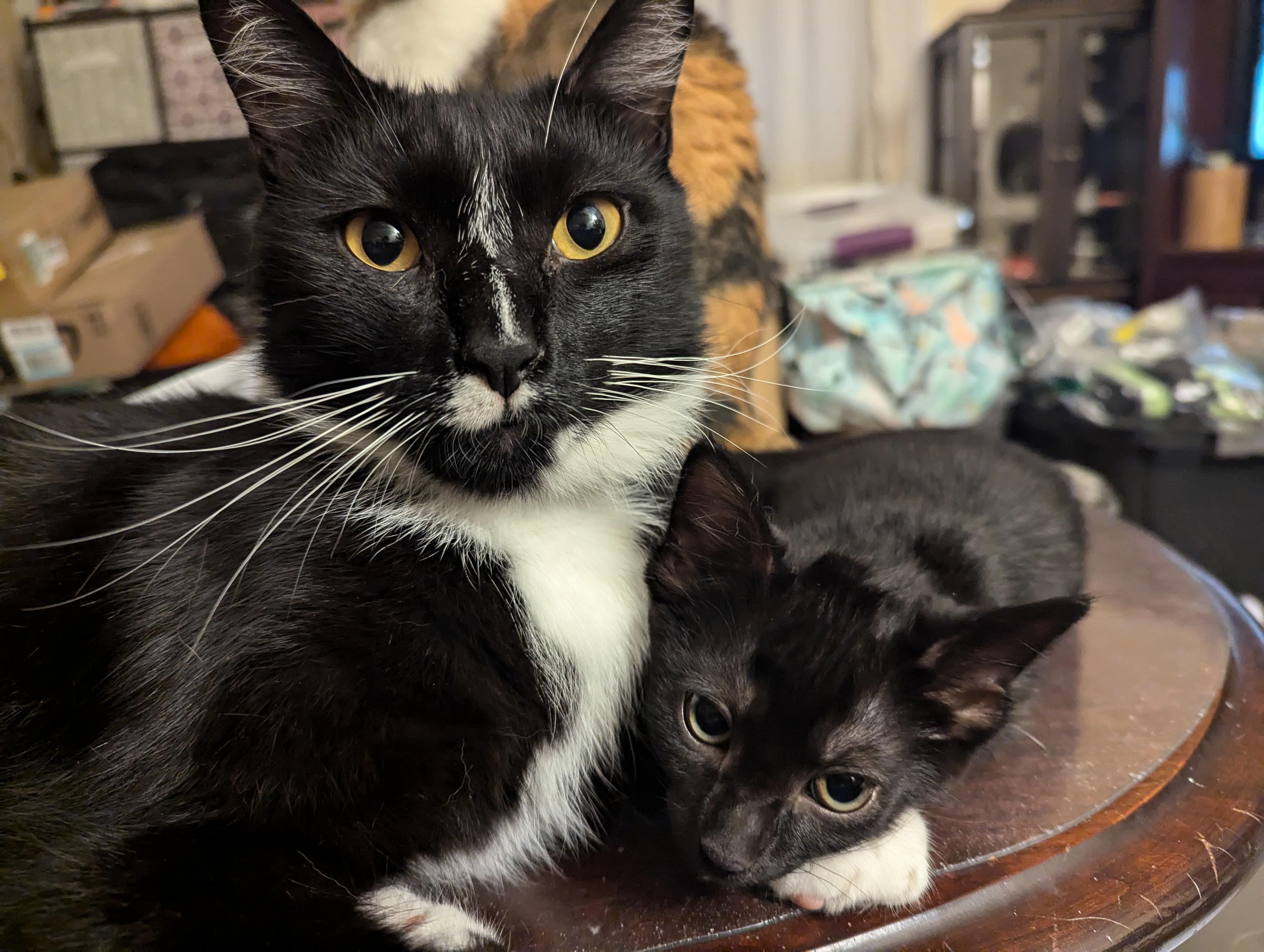 Enlarge Hydra, a Adoptable Tuxedo in Morgantown, WV image 5/6