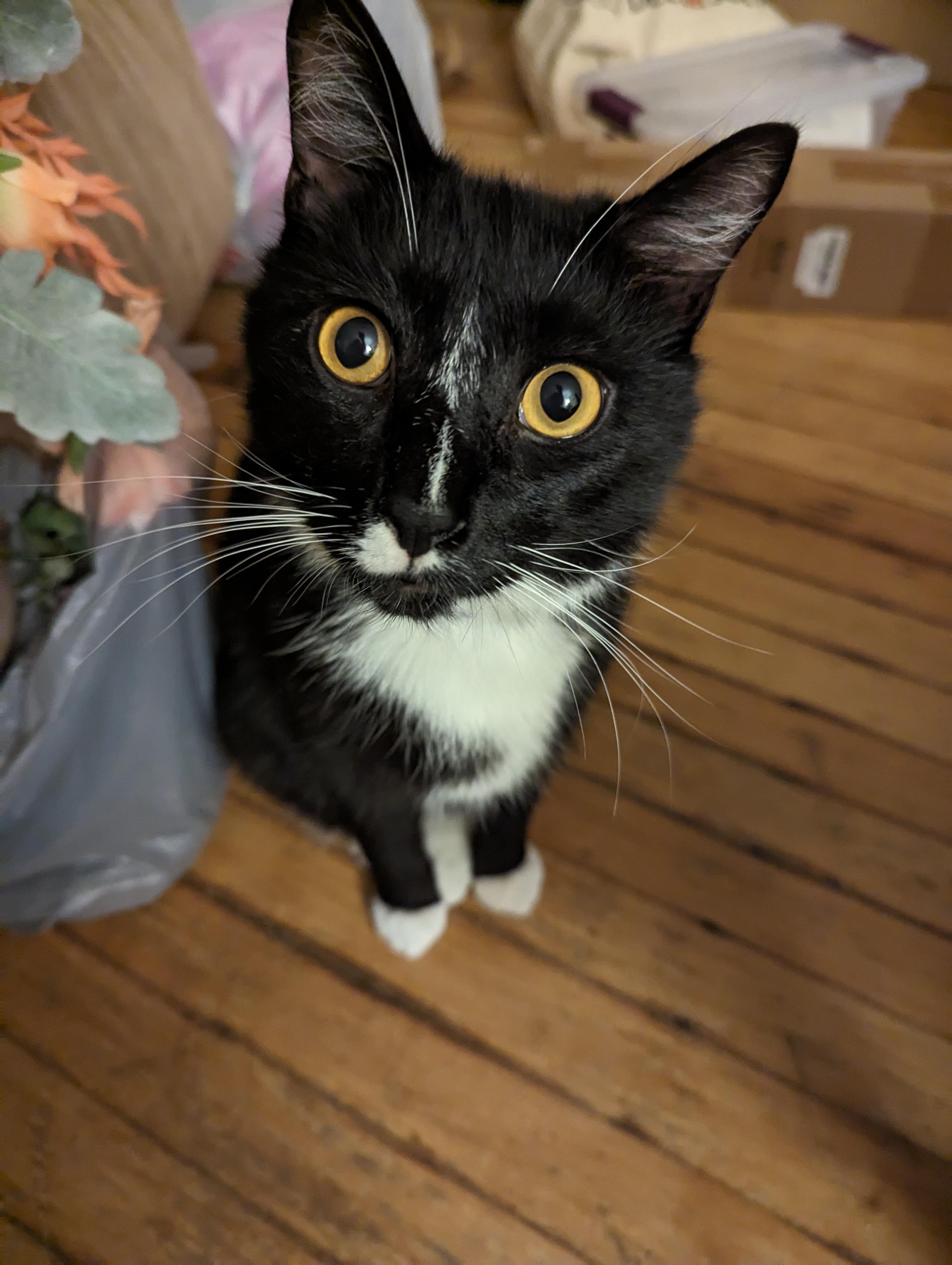 Enlarge Hydra, a Adoptable Tuxedo in Morgantown, WV image 1/6