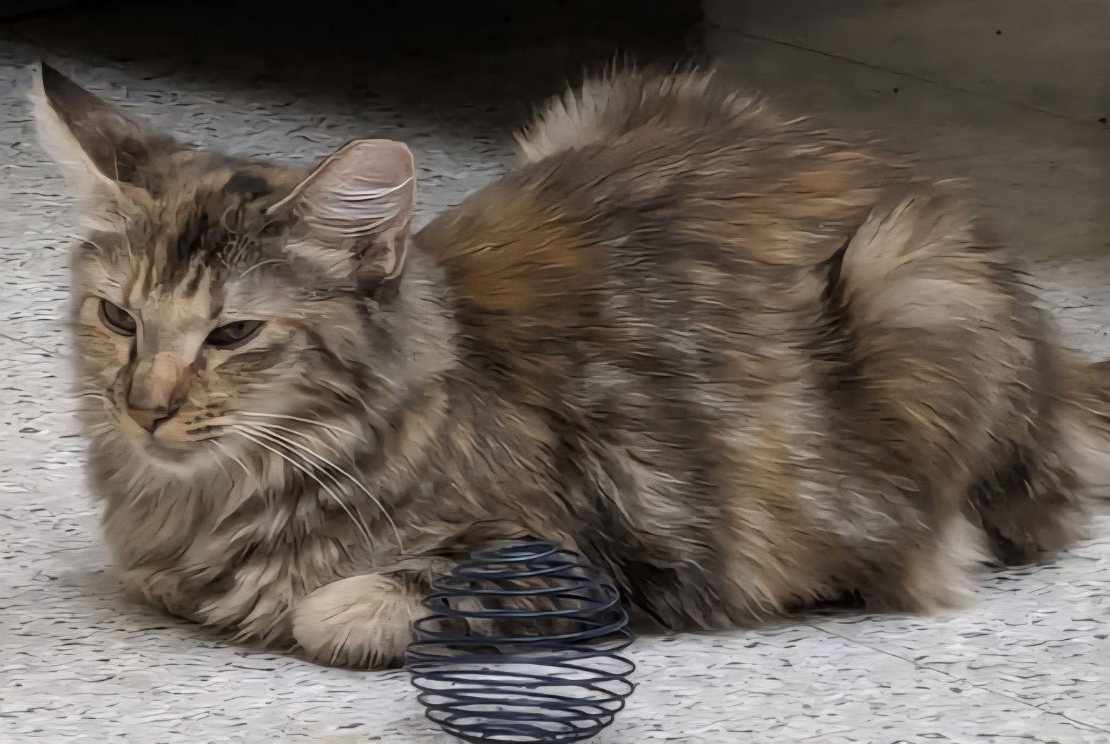 Julie, Adoptable, Young Female Domestic Medium Hair & Tabby.