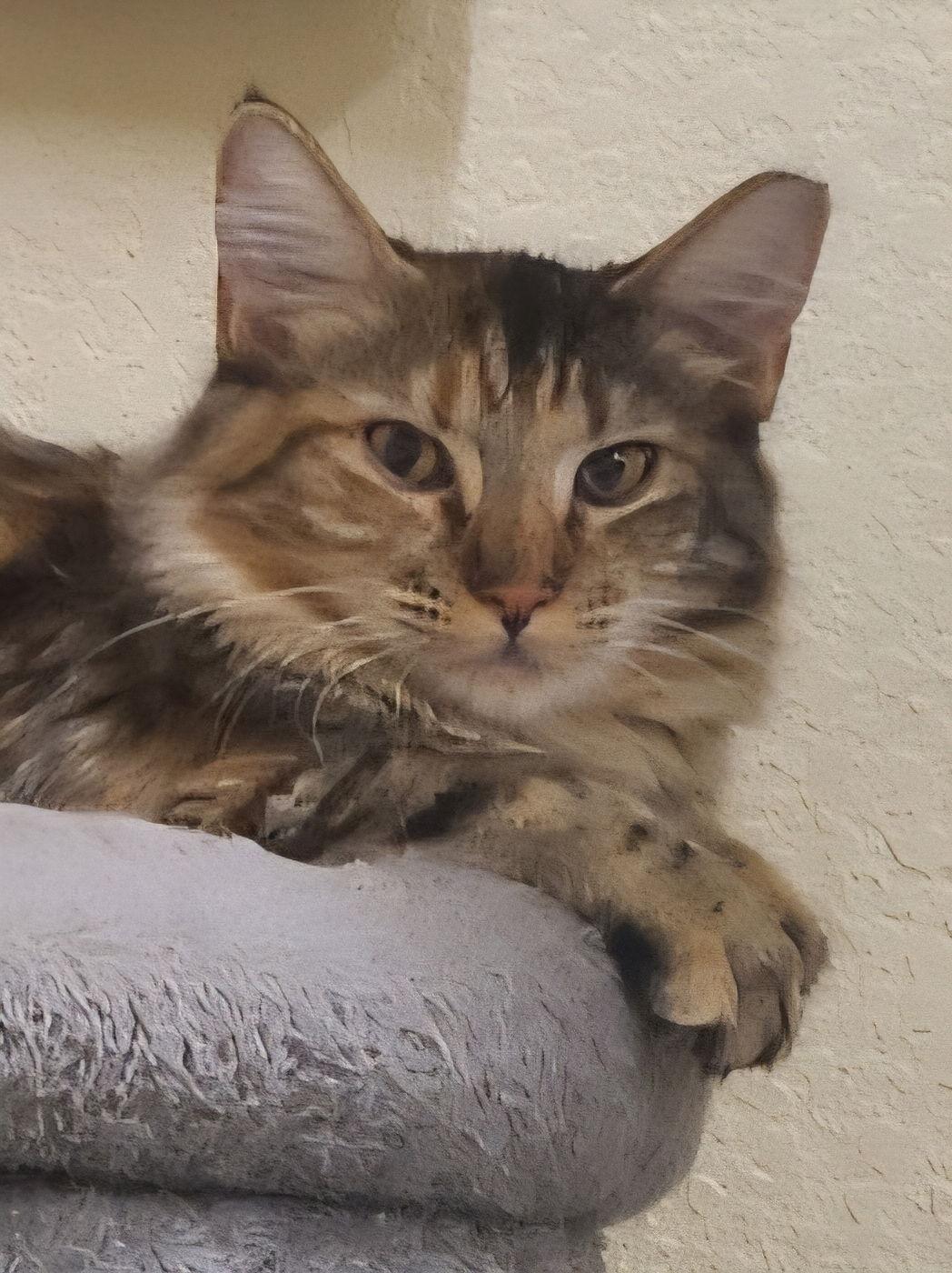 Enlarge Julie, a Adoptable mixed breed in Phoenix, AZ image 2/3