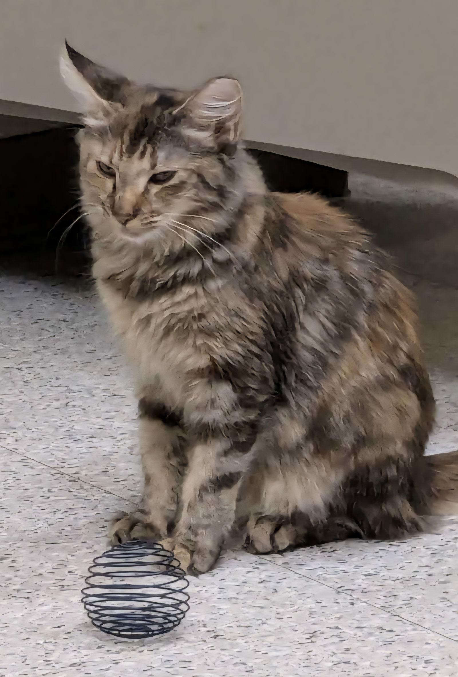 Enlarge Julie, a Adoptable mixed breed in Phoenix, AZ image 3/3