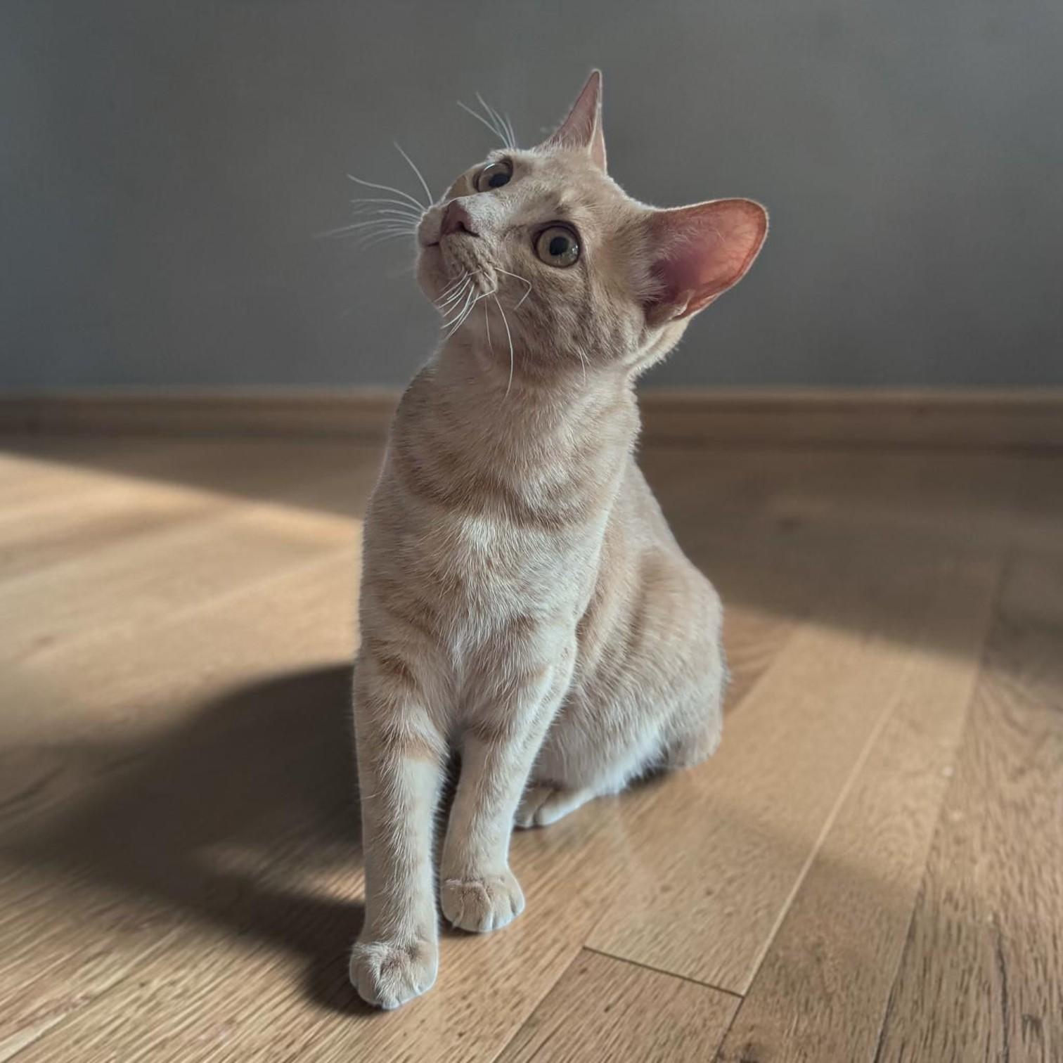 Enlarge Jalapeno, a Adopted mixed breed in Cicero, NY image 3/6