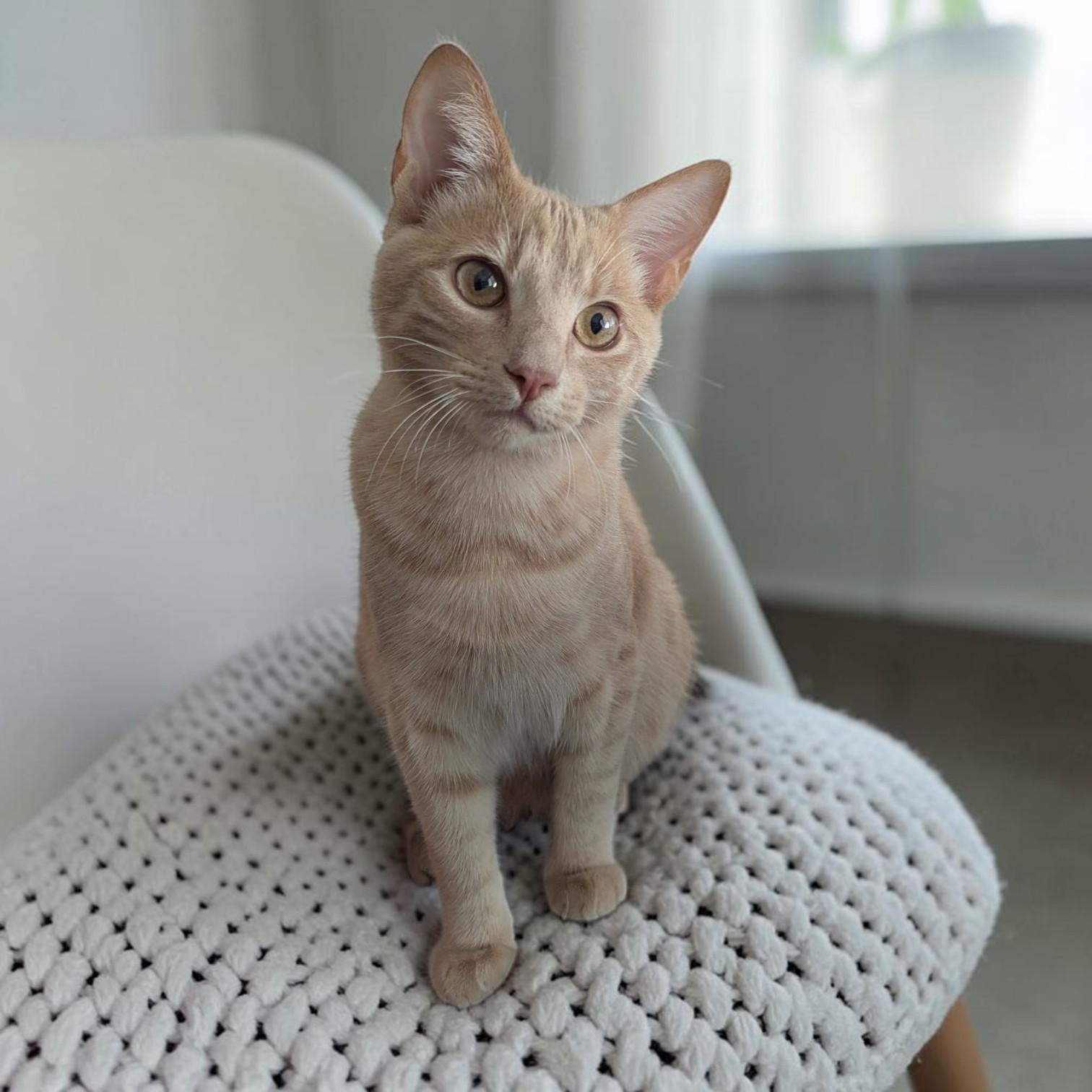 Enlarge Jalapeno, a Adopted mixed breed in Cicero, NY image 4/6