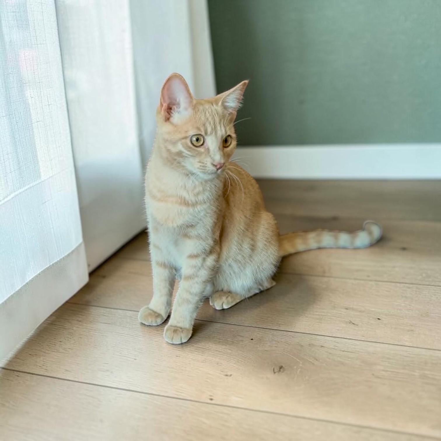 Enlarge Jalapeno, a Adopted mixed breed in Cicero, NY image 2/6