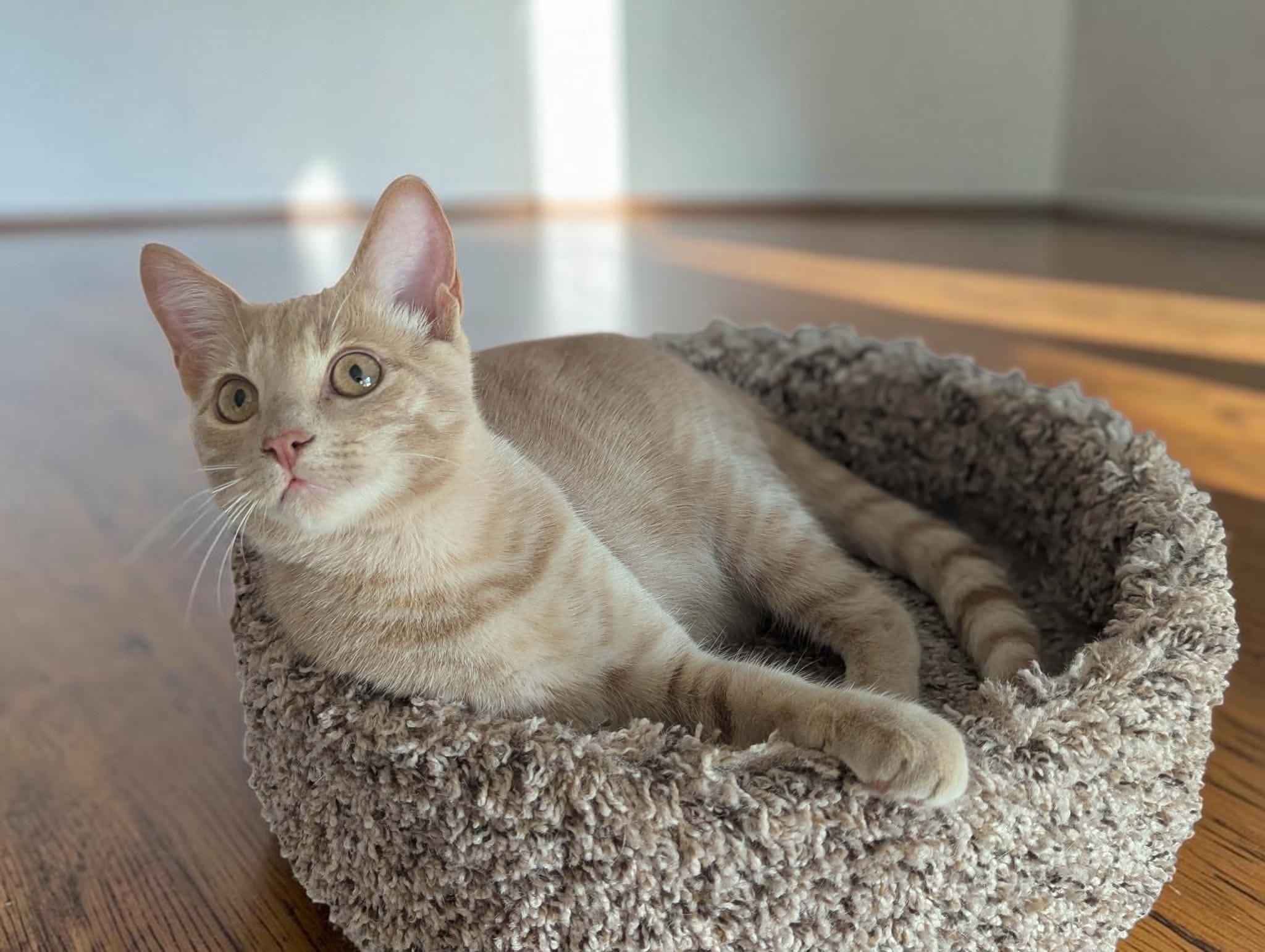 Enlarge Jalapeno, a Adopted mixed breed in Cicero, NY image 6/6