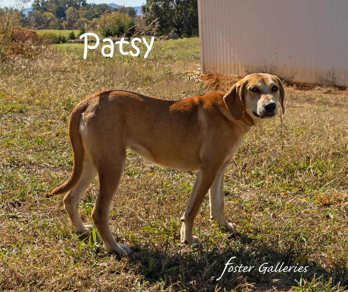Enlarge Patsy (Puppy), a Adoptable mixed breed in Greeneville, TN image 1/3