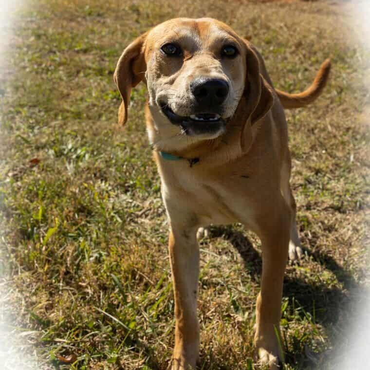 Enlarge Patsy (Puppy), a Adoptable mixed breed in Greeneville, TN image 2/3
