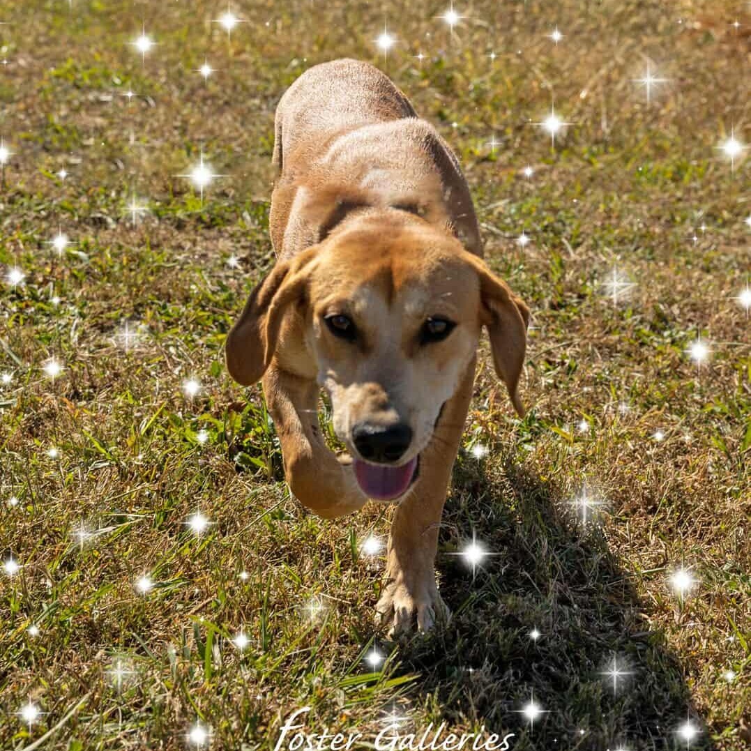 Enlarge Patsy (Puppy), a Adoptable mixed breed in Greeneville, TN image 3/3