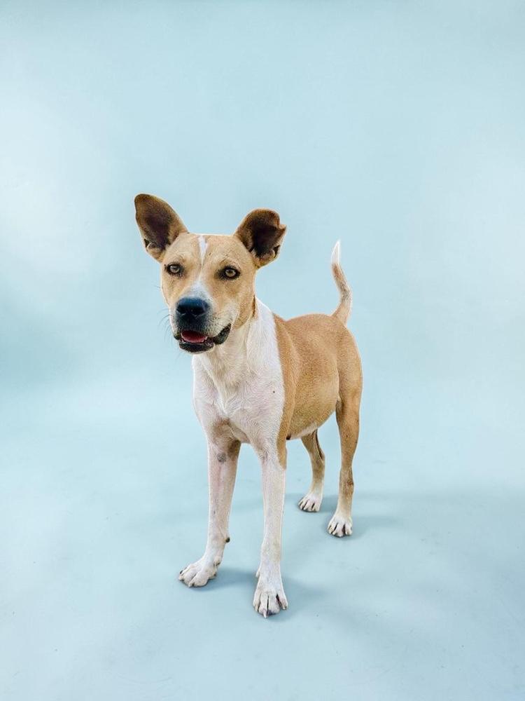 Enlarge Mia, a Adoptable mixed breed in San Diego, CA image 1/6