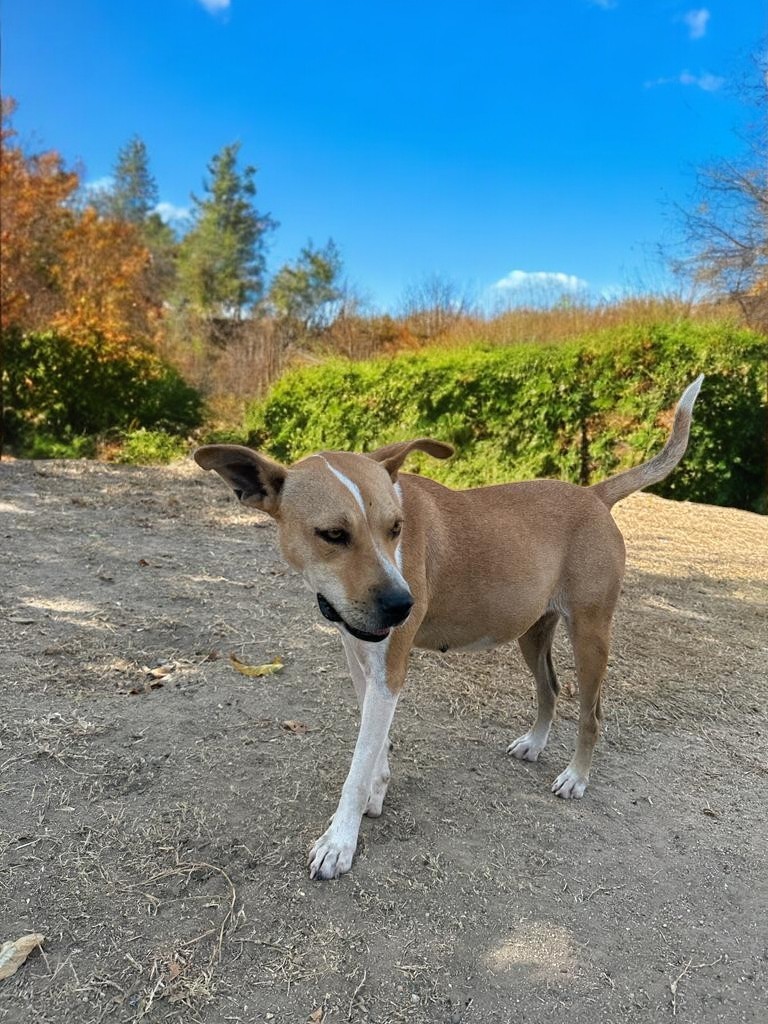 Enlarge Mia, a Adoptable mixed breed in San Diego, CA image 4/6