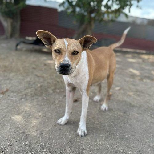 Enlarge Mia, a Adoptable mixed breed in San Diego, CA image 5/6