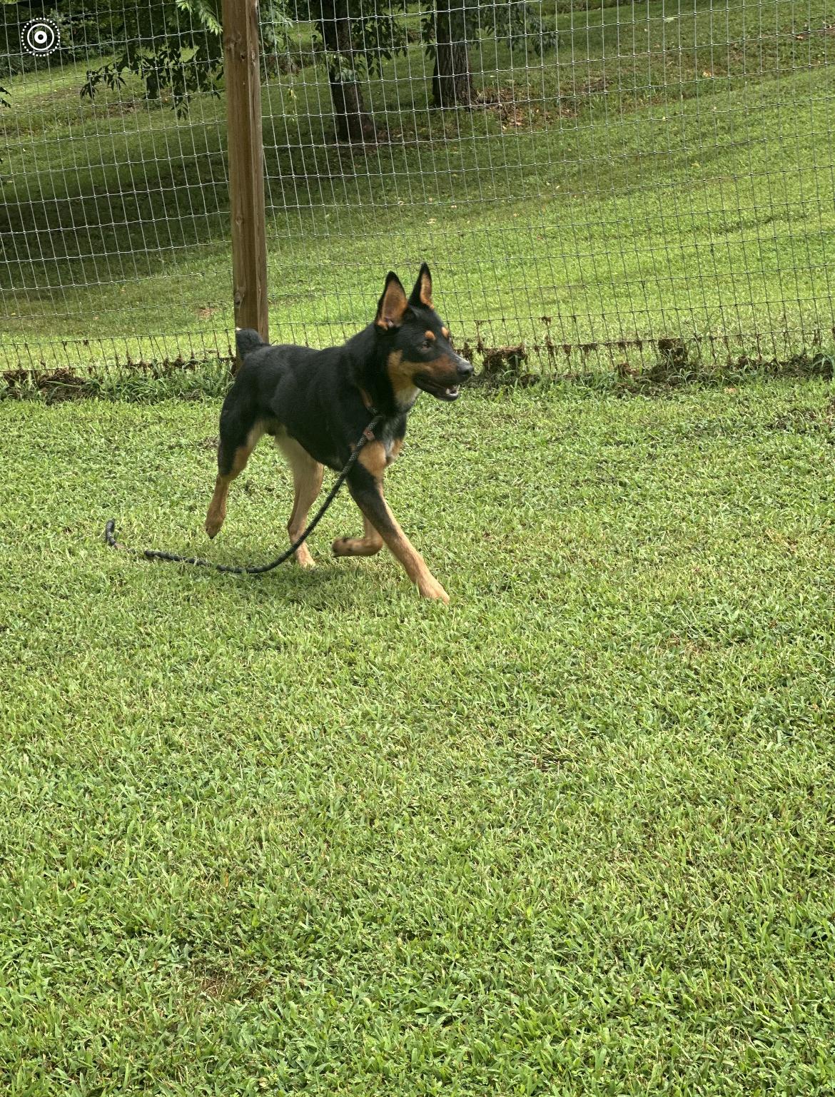 Noodle, Adoptable, Young Male Shepherd & Cattle Dog.