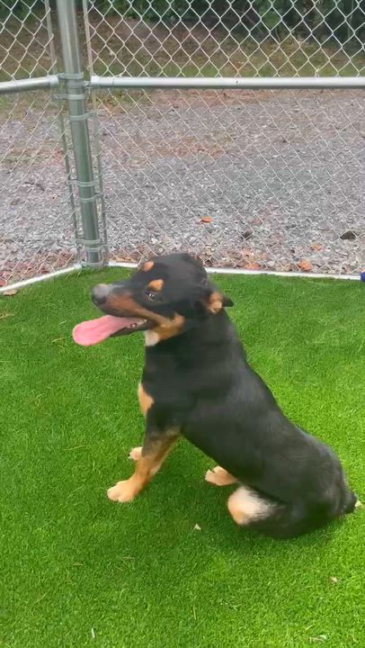 Enlarge Noodle, a Adoptable mixed breed in Gordonsville , VA video 4/4