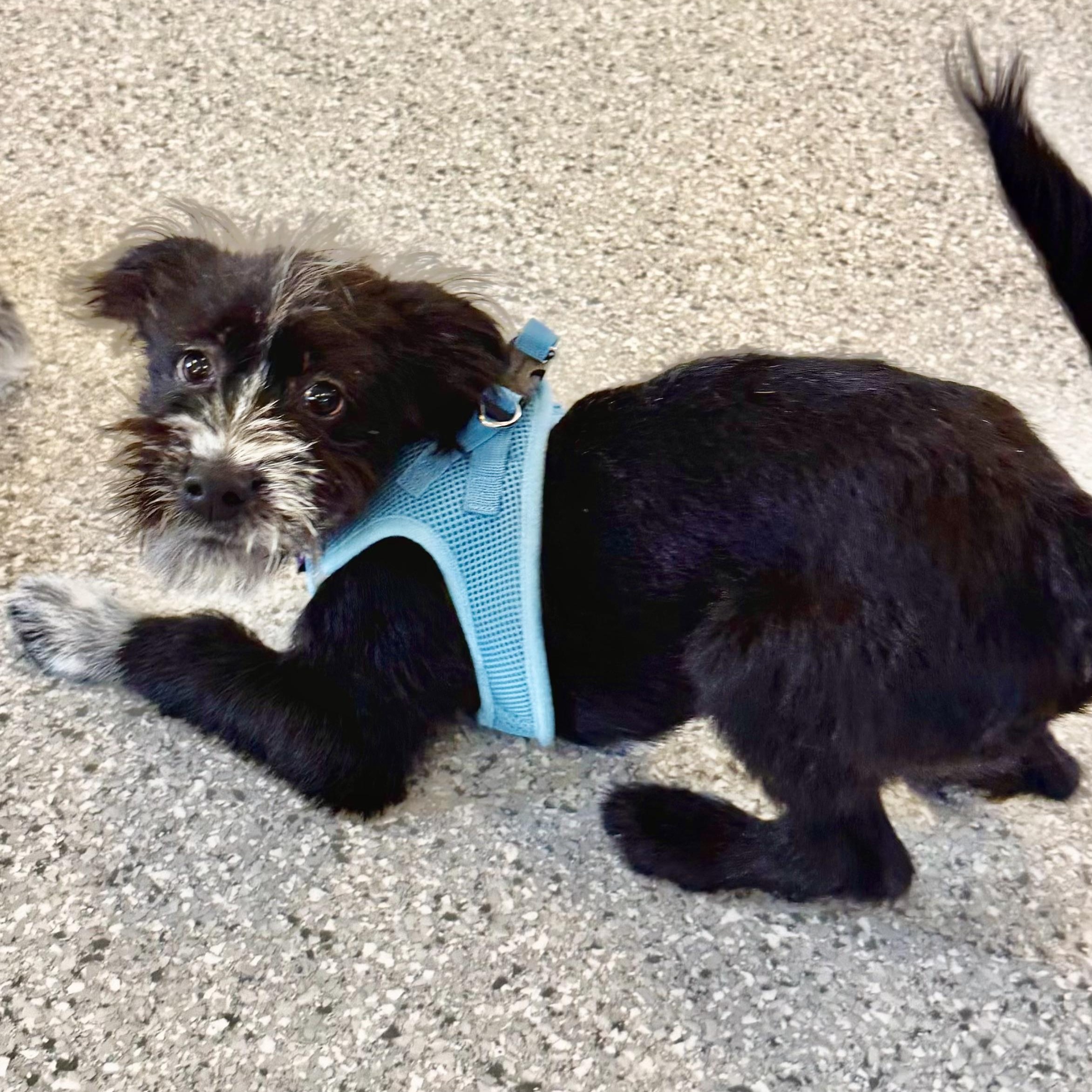 Enlarge Banff Turner, a Adoptable mixed breed in Plano, TX image 3/5