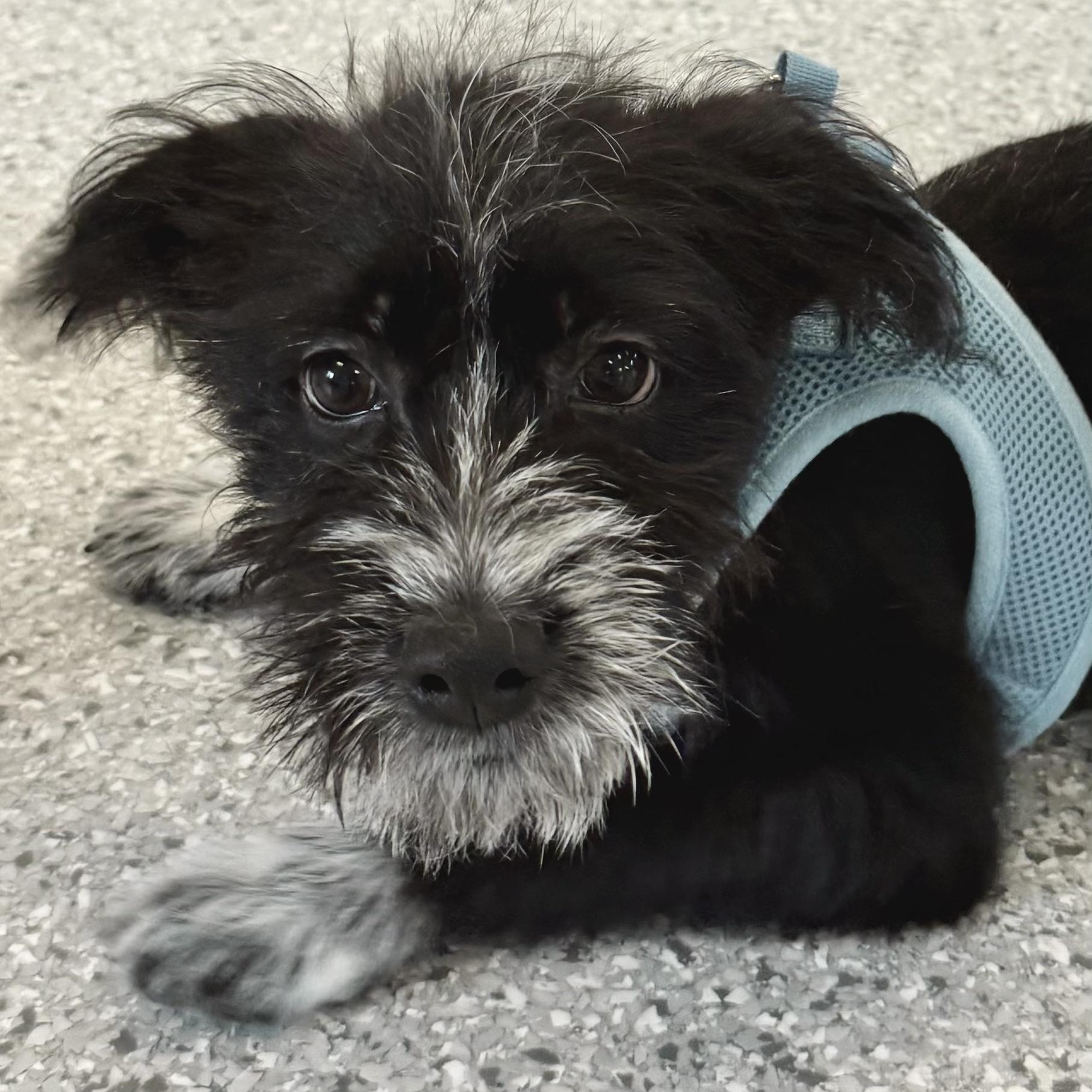 Enlarge Banff Turner, a Adoptable mixed breed in Plano, TX image 1/5