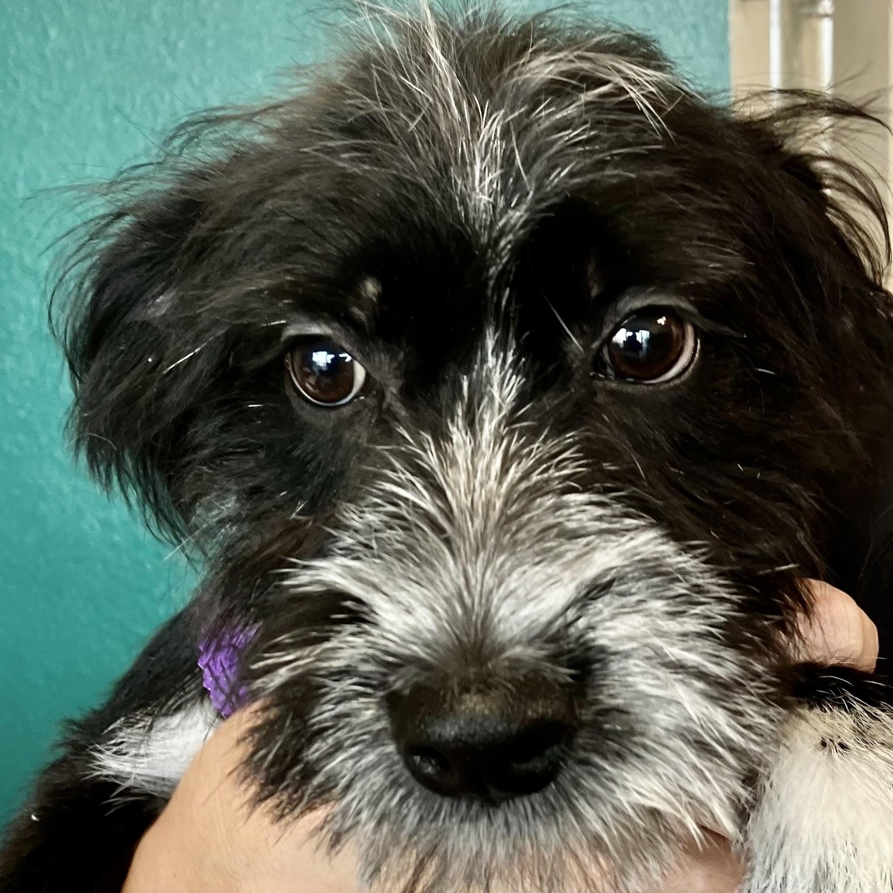 Enlarge Banff Turner, a Adoptable mixed breed in Plano, TX image 2/5