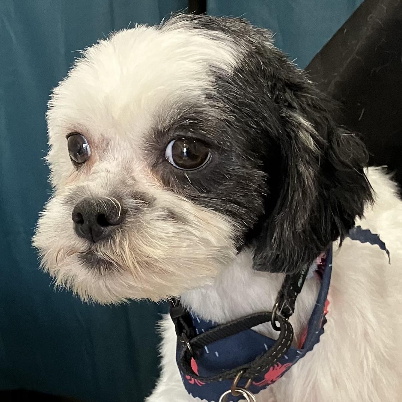 Enlarge Banff Turner, a Adoptable mixed breed in Plano, TX image 5/5