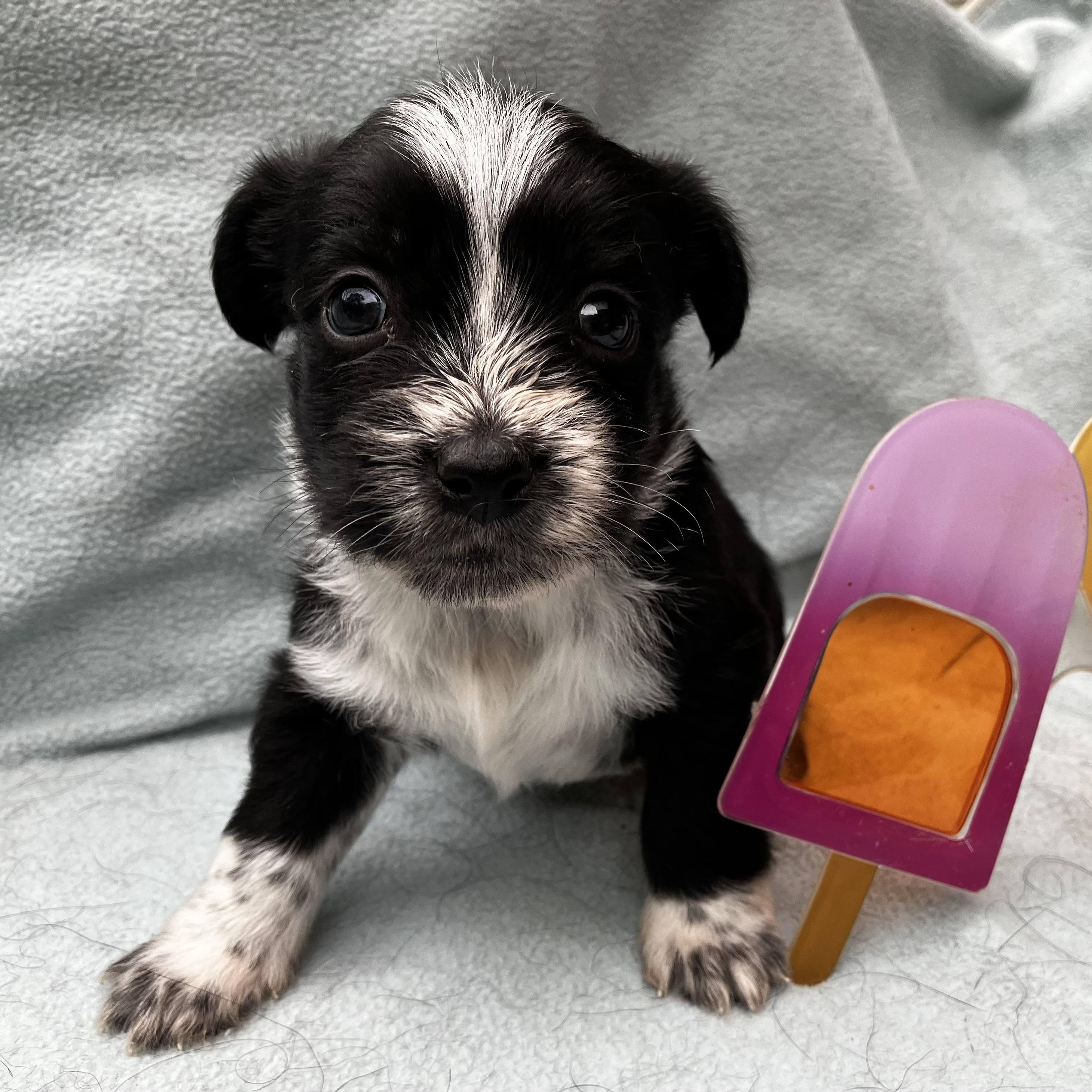 Enlarge Banff Turner, a Adoptable mixed breed in Plano, TX image 4/5