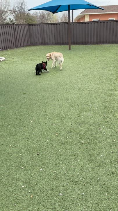 Enlarge Banff Turner, an adoptable mixed breed in Plano, TX video 5/5