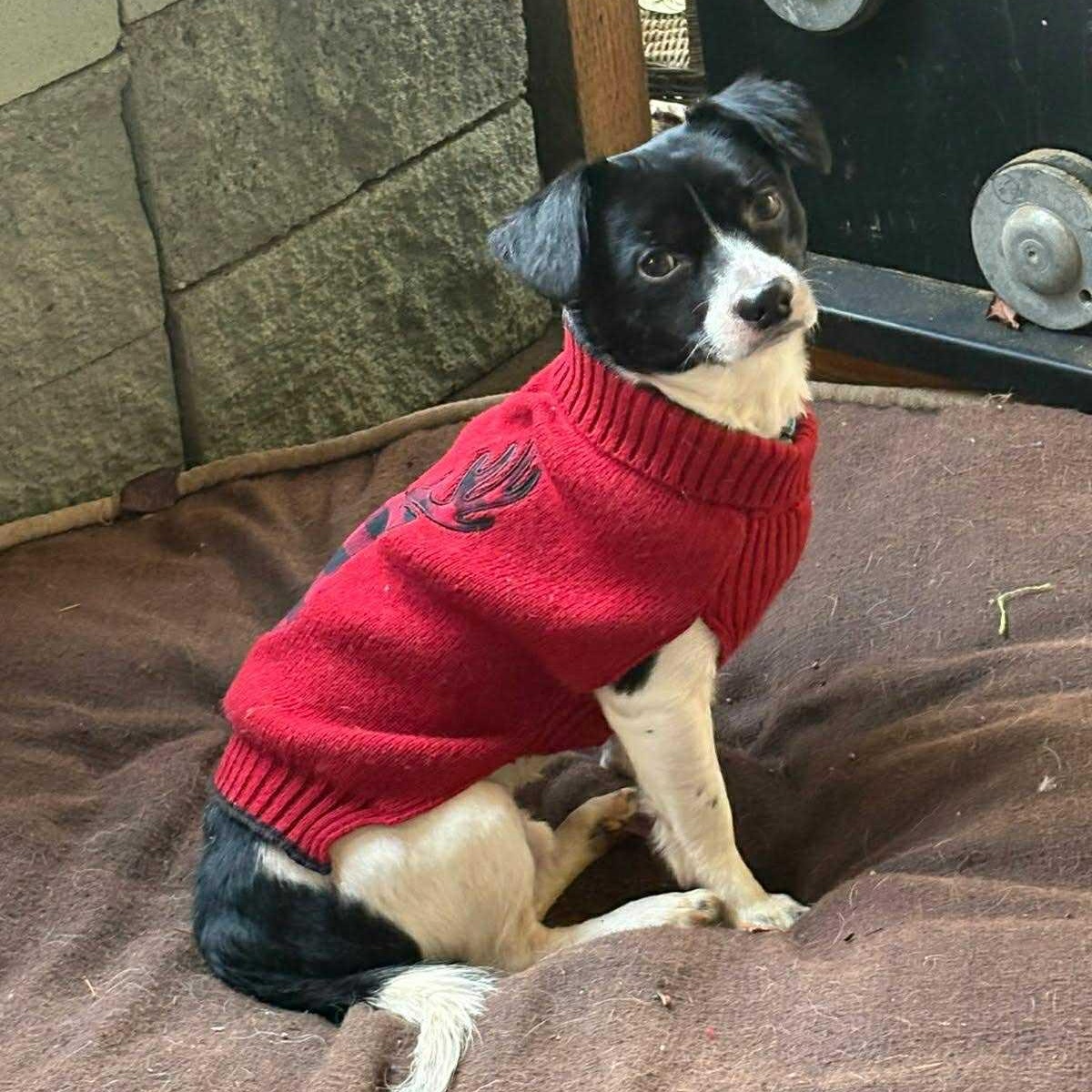 Dave, ADOPTABLE, Adult Male Terrier.