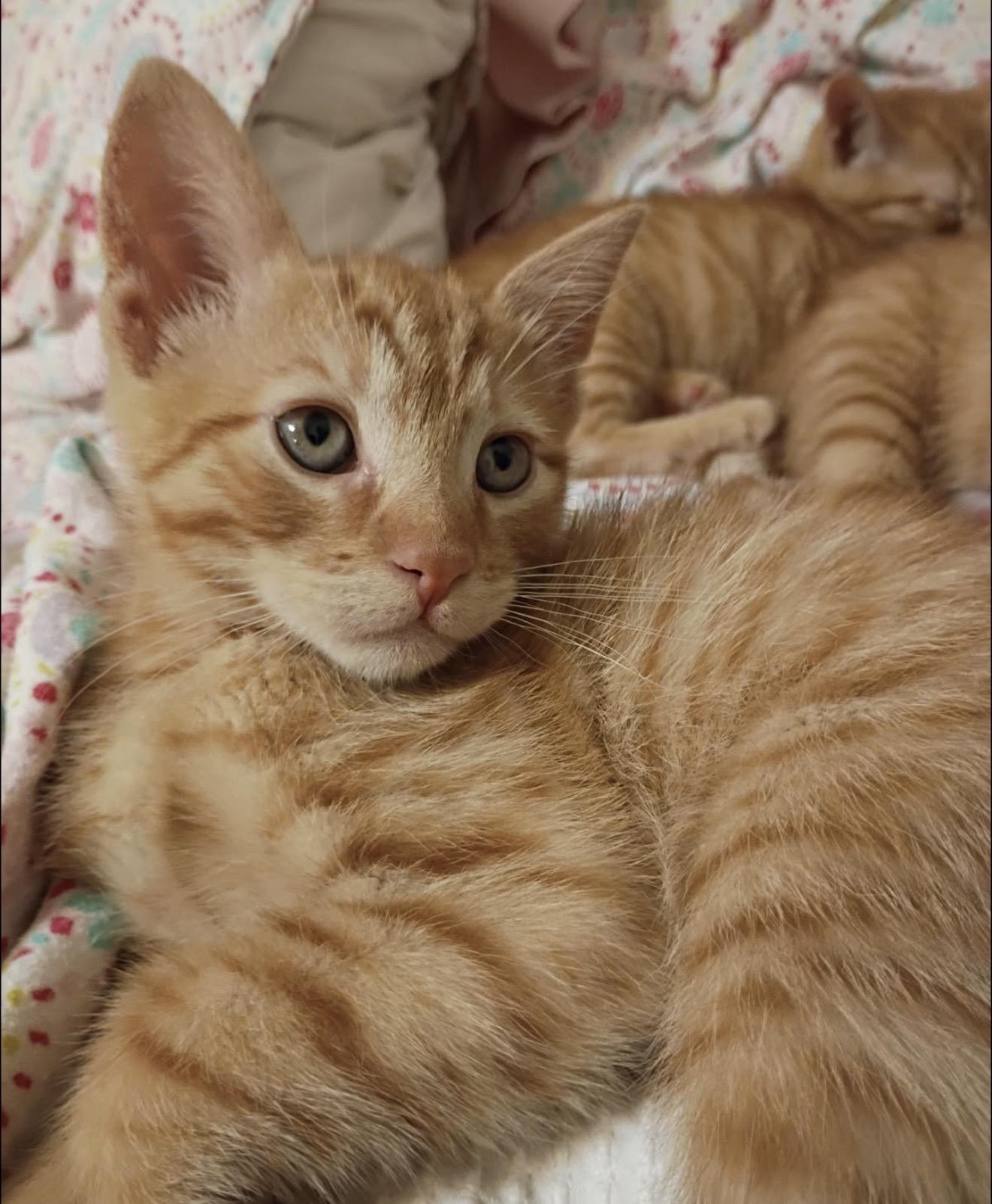 Enlarge Mitsu, a Adoptable Domestic Short Hair in Nutley, NJ image 1/5