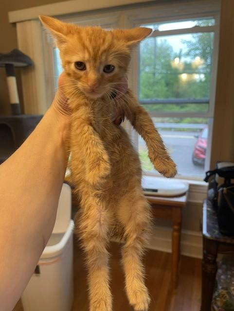 Enlarge Mitsu, a Adoptable Domestic Short Hair in Nutley, NJ image 3/5