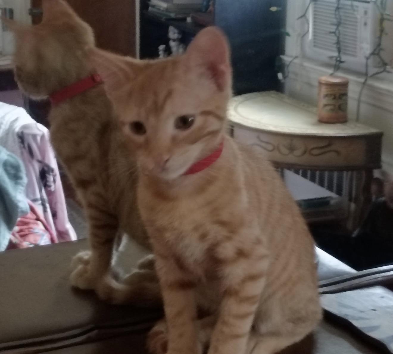 Enlarge Mitsu, a Adoptable Domestic Short Hair in Nutley, NJ image 2/5