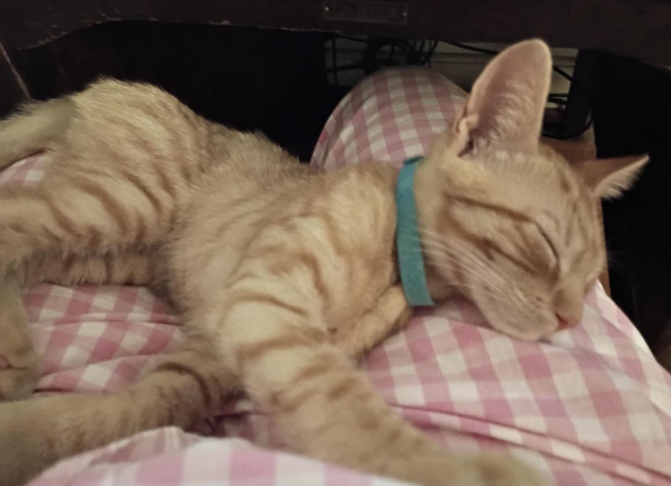 Enlarge Mitsu, a Adoptable Domestic Short Hair in Nutley, NJ image 5/5