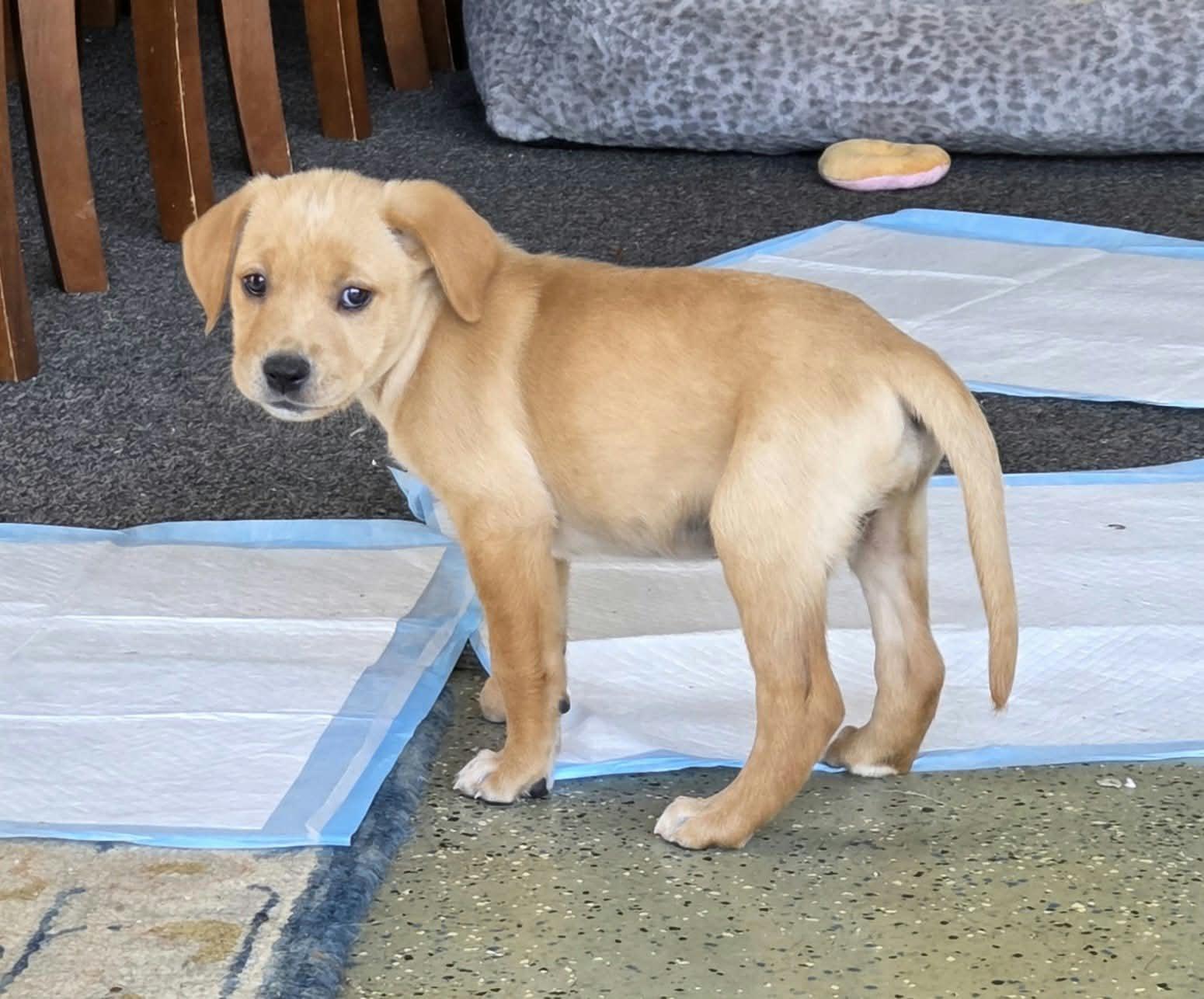 Diamond the Golden Retriever mix puppy photo