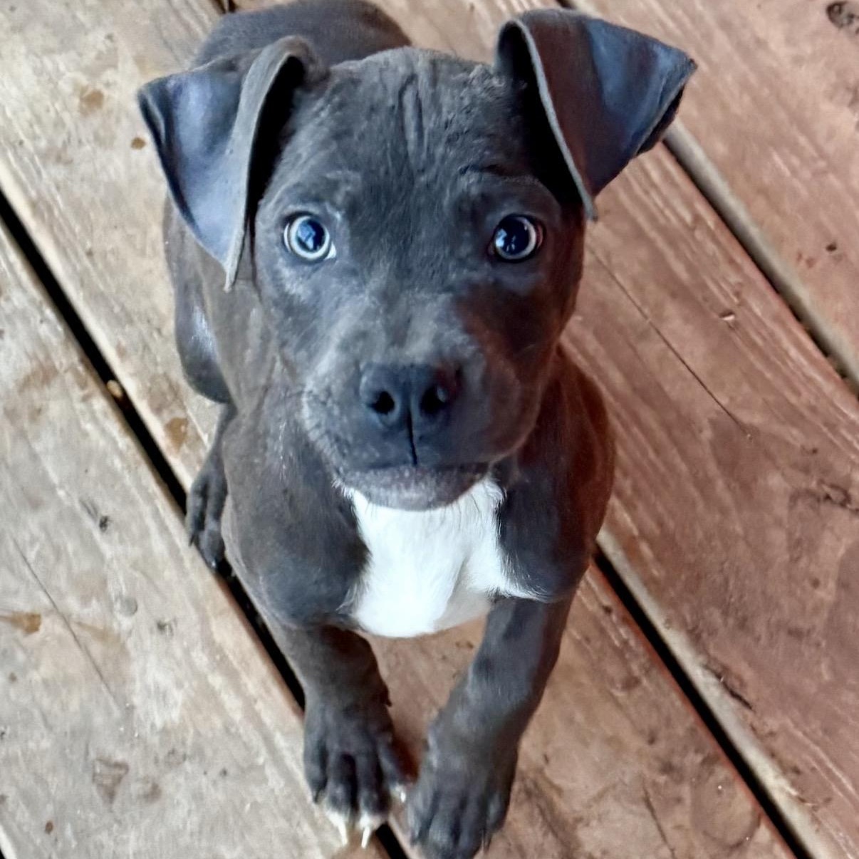 Enlarge Nixie , a Adoptable mixed breed in Hamilton , NJ image 1/1