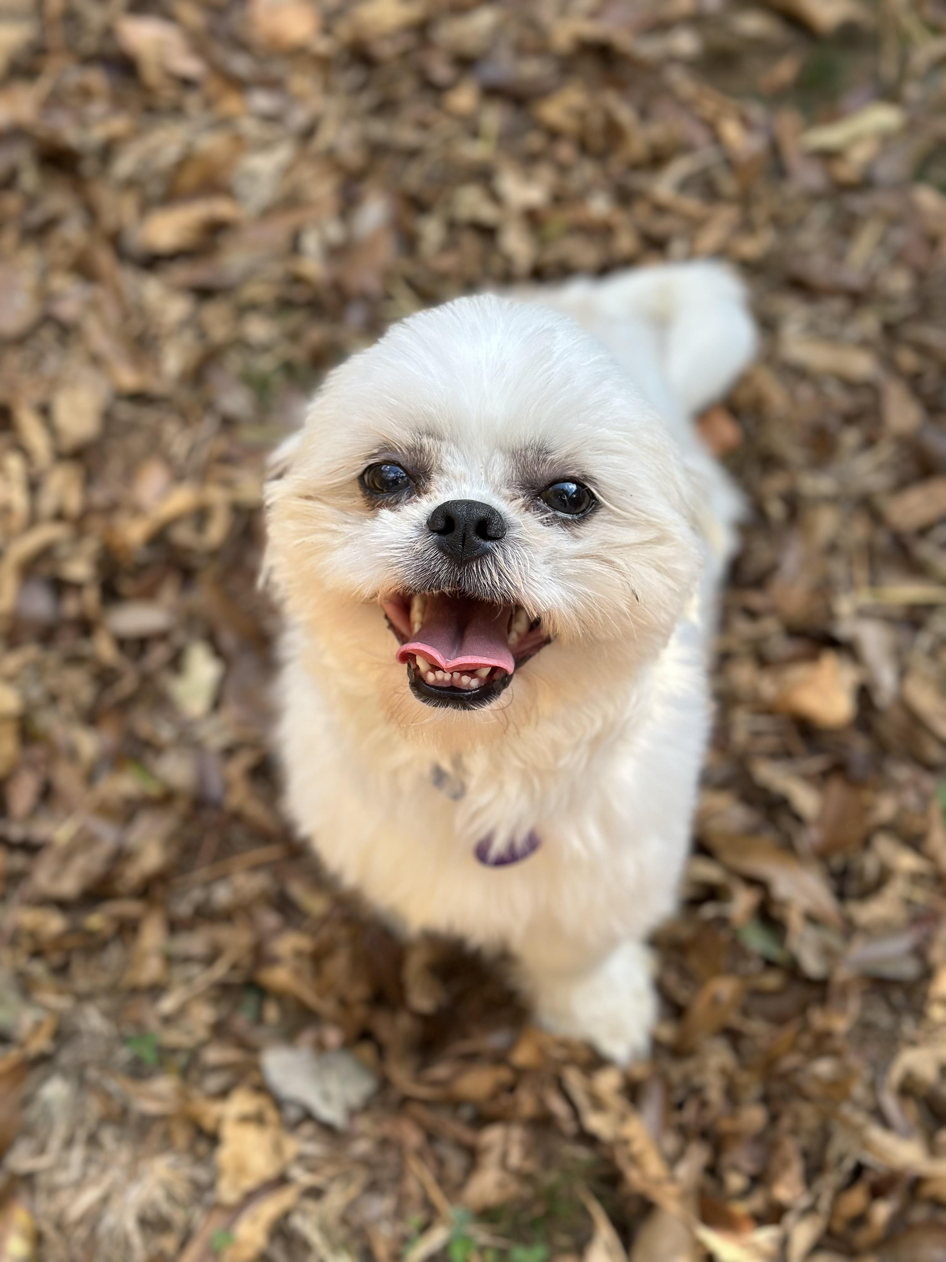 Carlson, Adoptable, Young Male Shih Tzu.