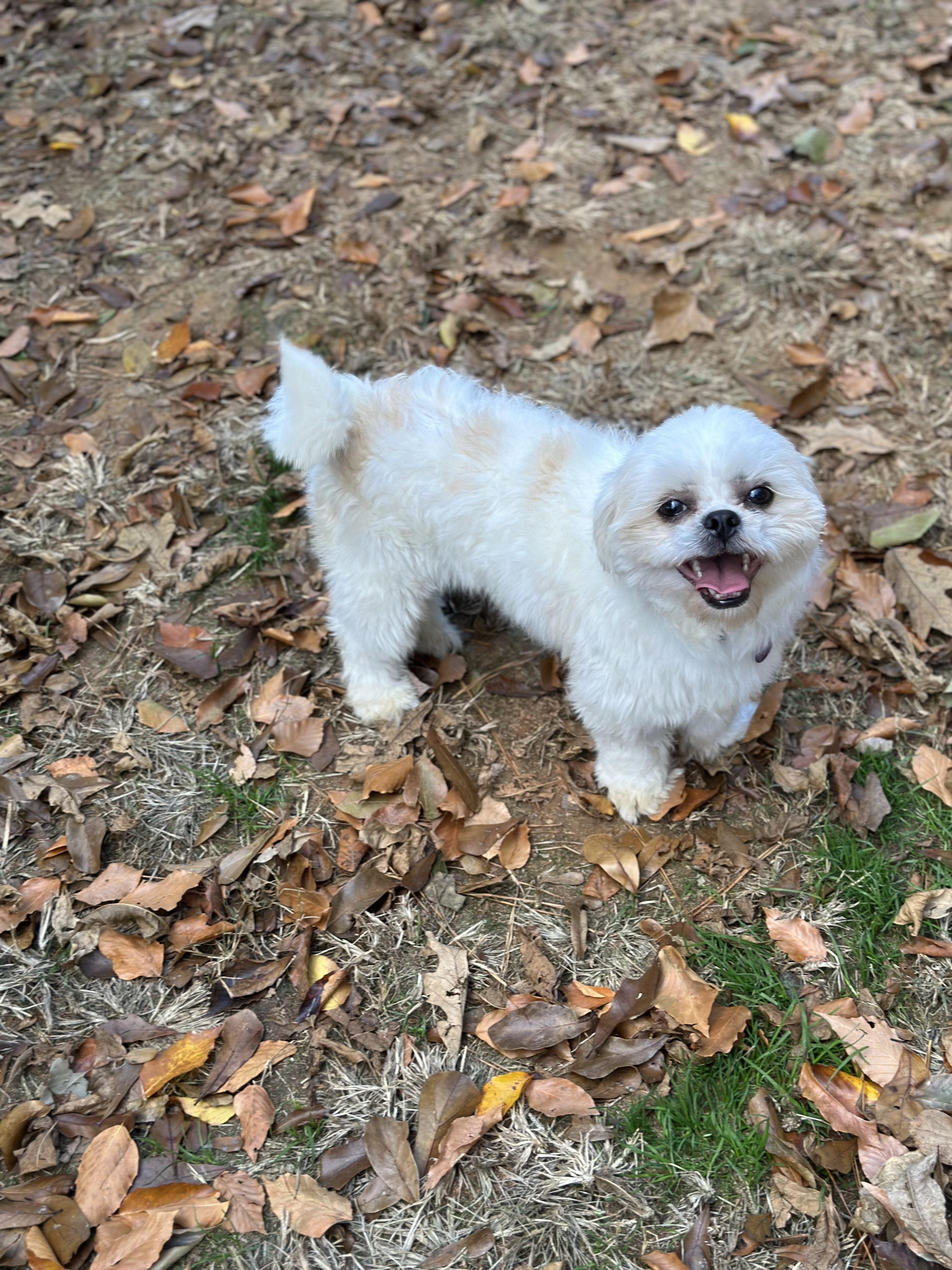 Carlson, a Adoptable Shih Tzu in Atlanta, GA image 2/5
