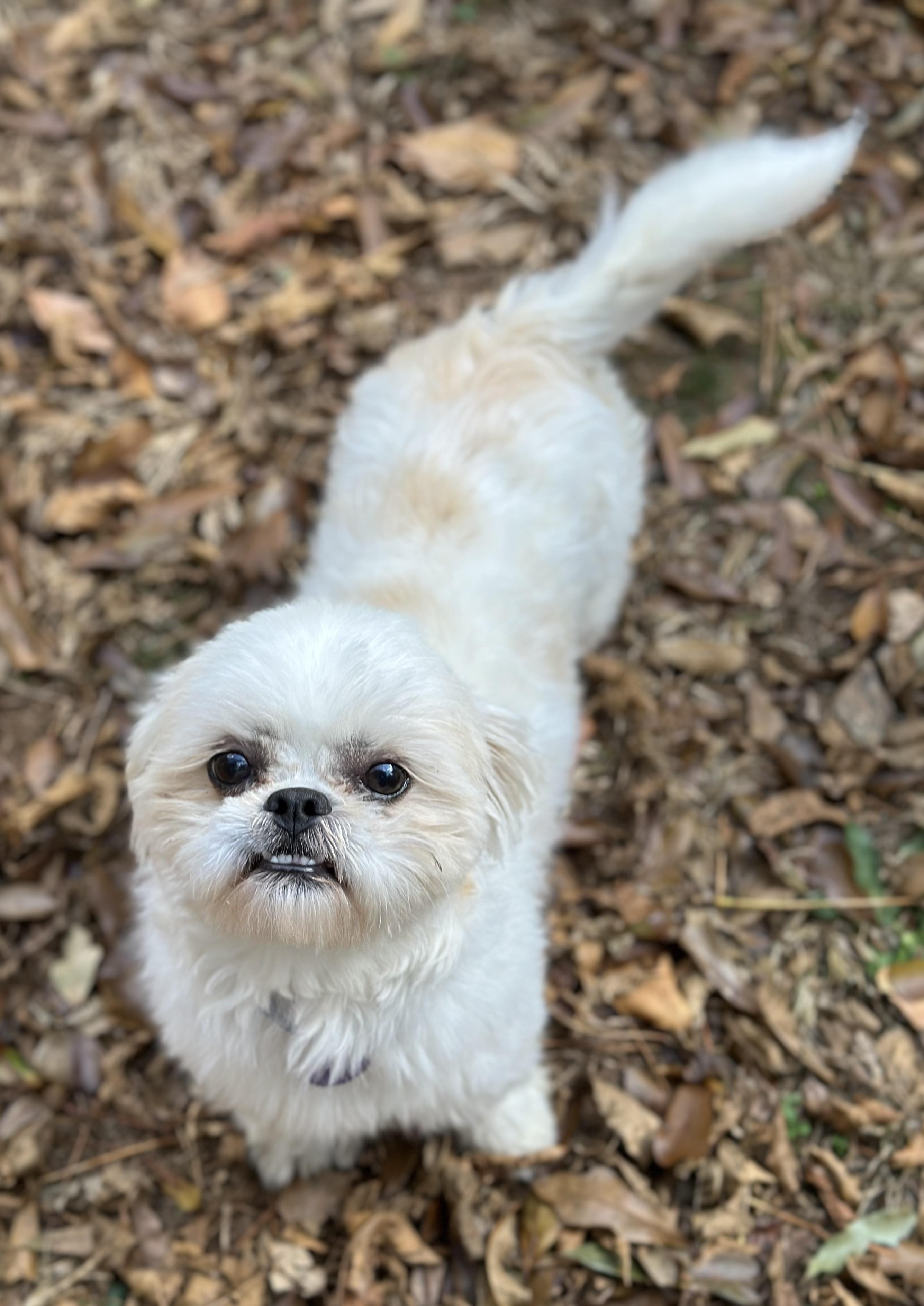Carlson, a Adoptable Shih Tzu in Atlanta, GA image 3/5