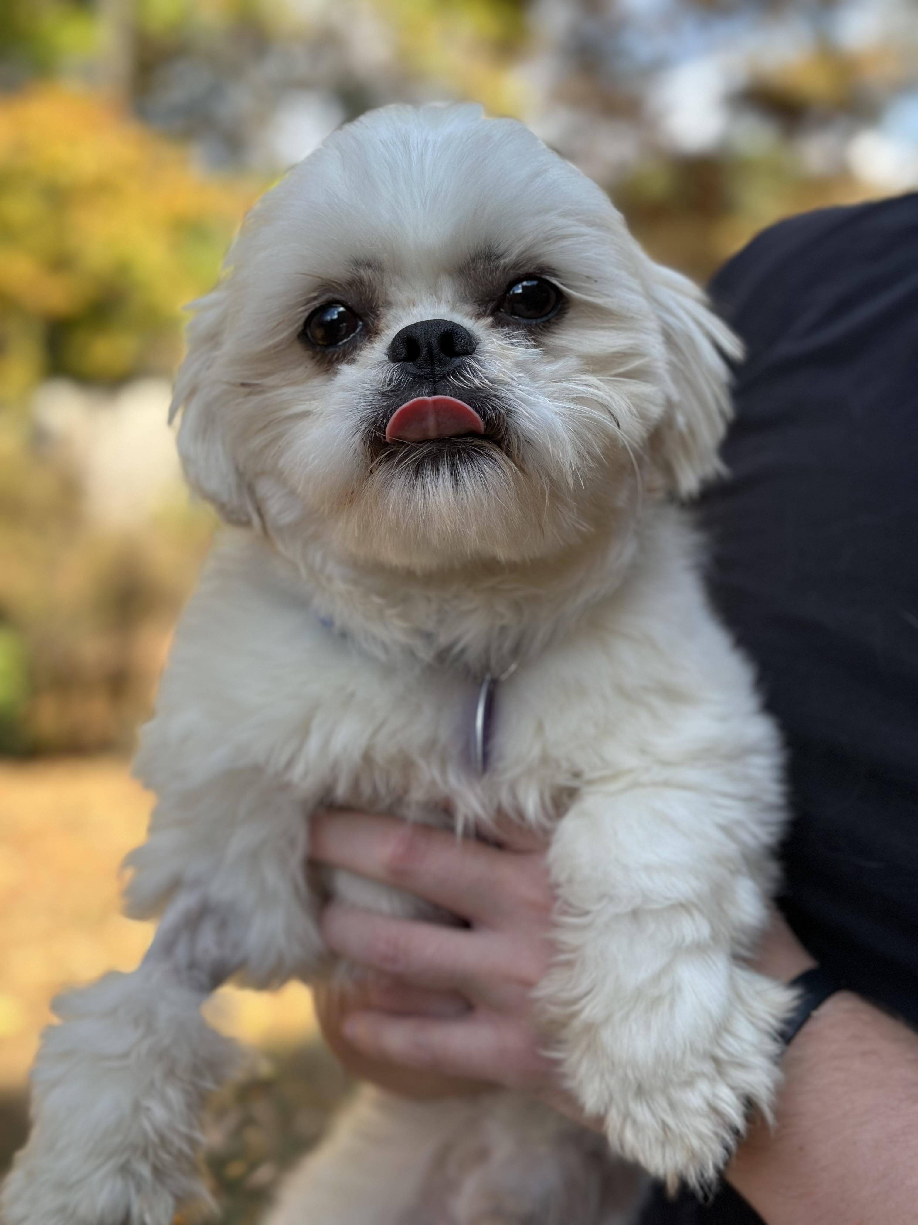 Carlson, a Adoptable Shih Tzu in Atlanta, GA image 4/5